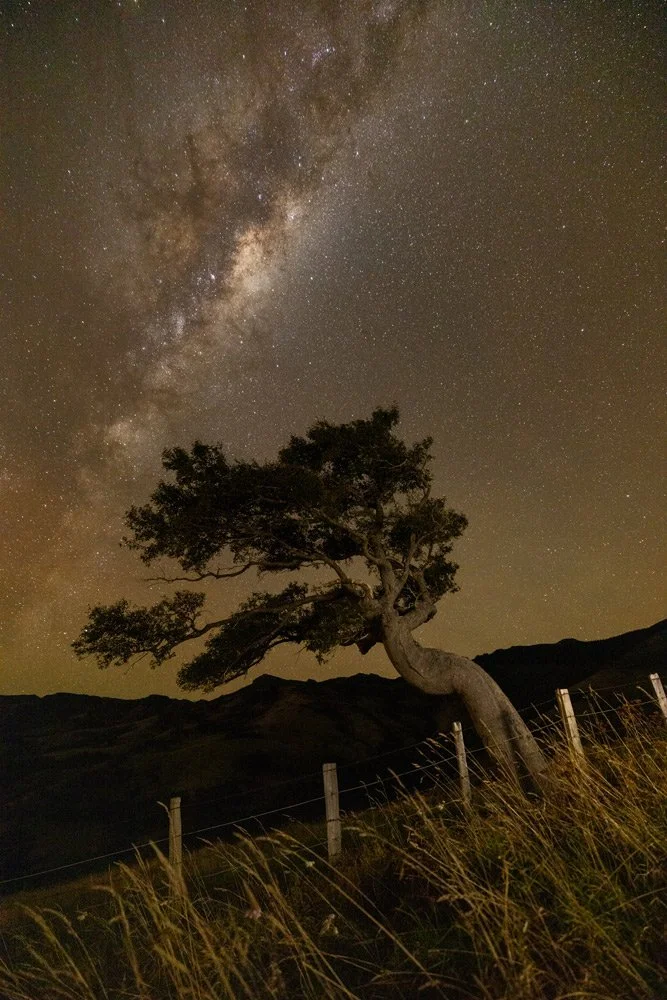 Between Roots and Stars