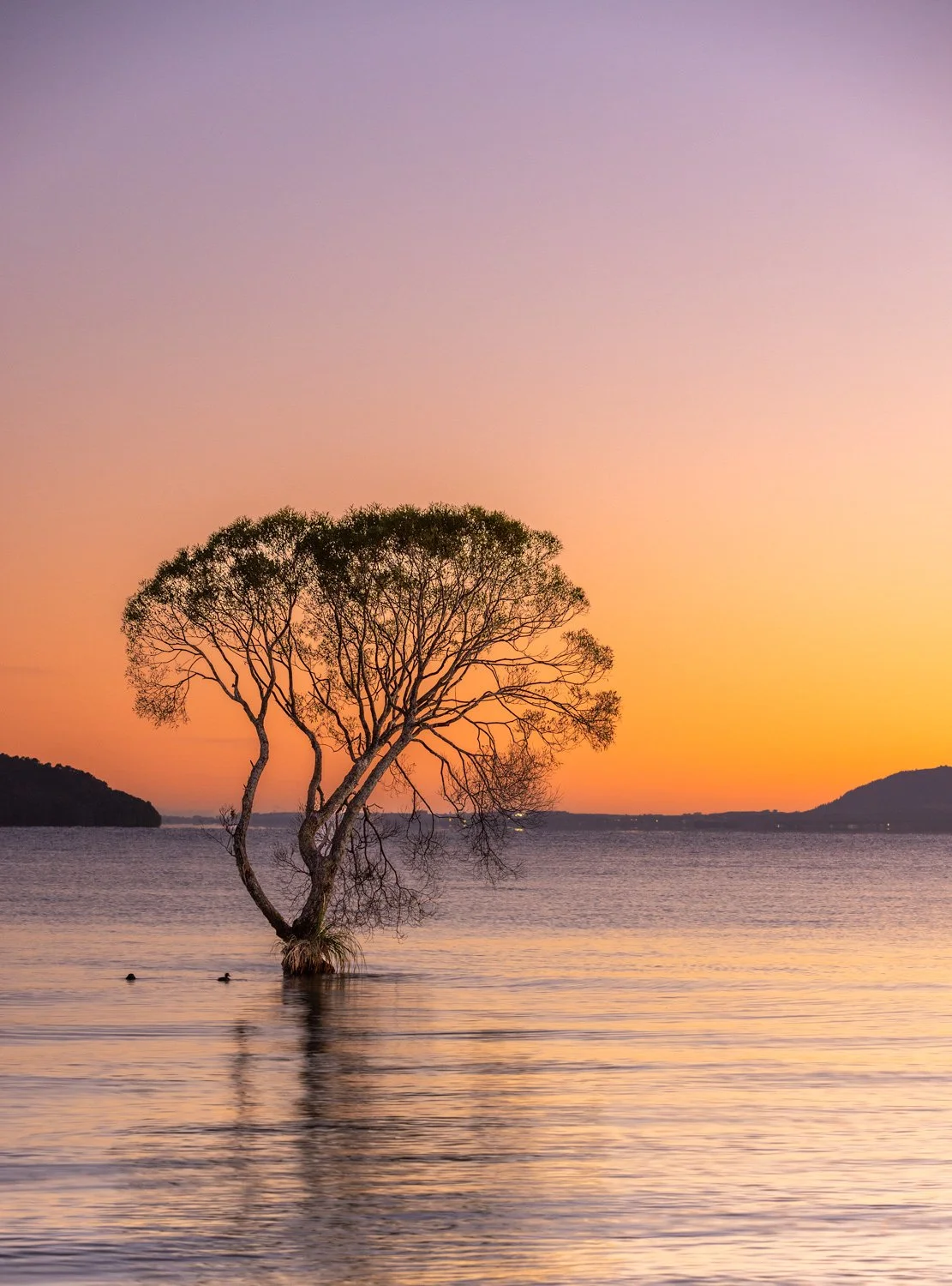 Lake Taupo Sunrise Serenity Fine Art Print