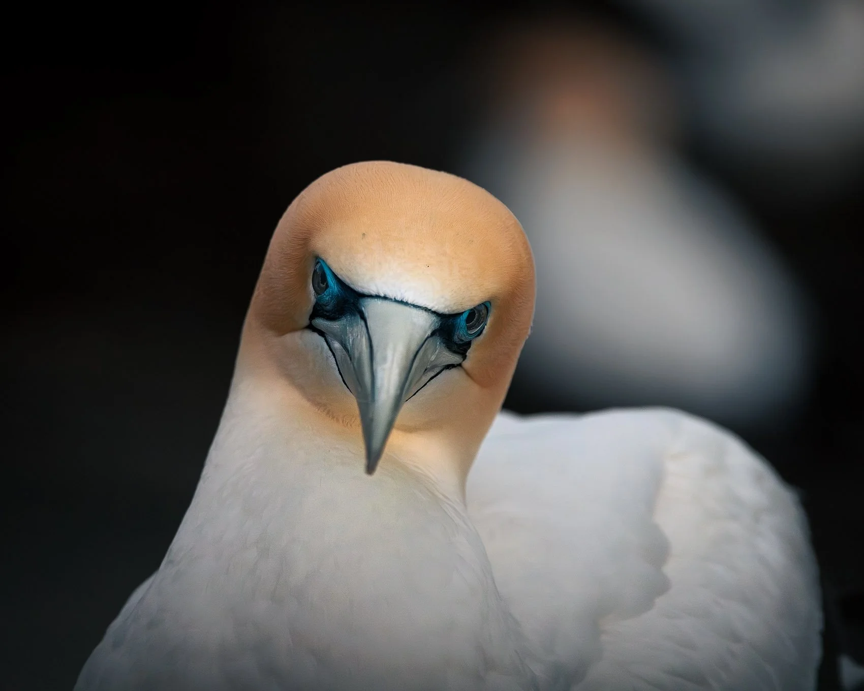 Australian Gannet Fine Art Print - Muriwai, Auckland