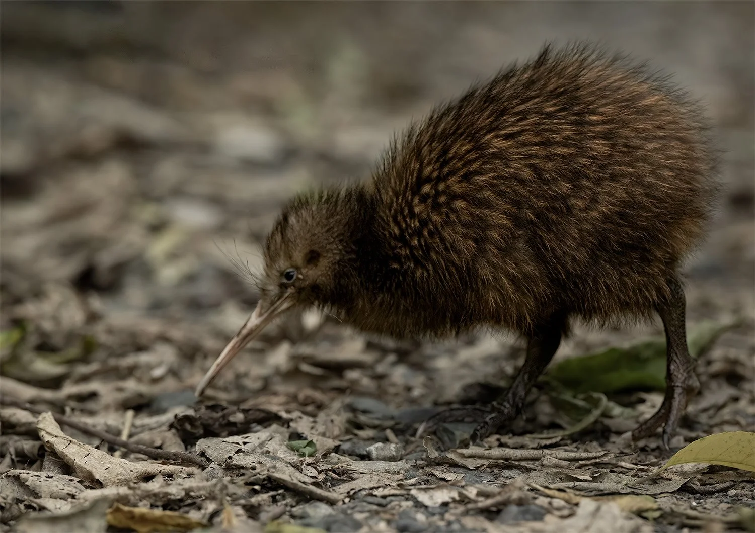 juvenile kiwi.jpg