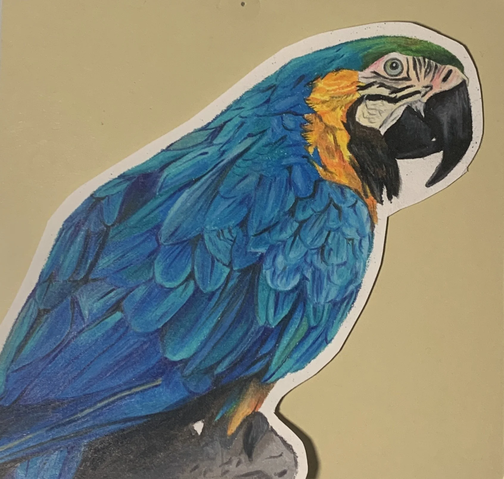 Perched Blue Macaw, May 2023
This was a gift for one of my best friends, as their favorite animal is a blue macaw. I wanted to highlight all the detailing within the bird's feathering, with teals and greens. The reference was taken from a photo I cap