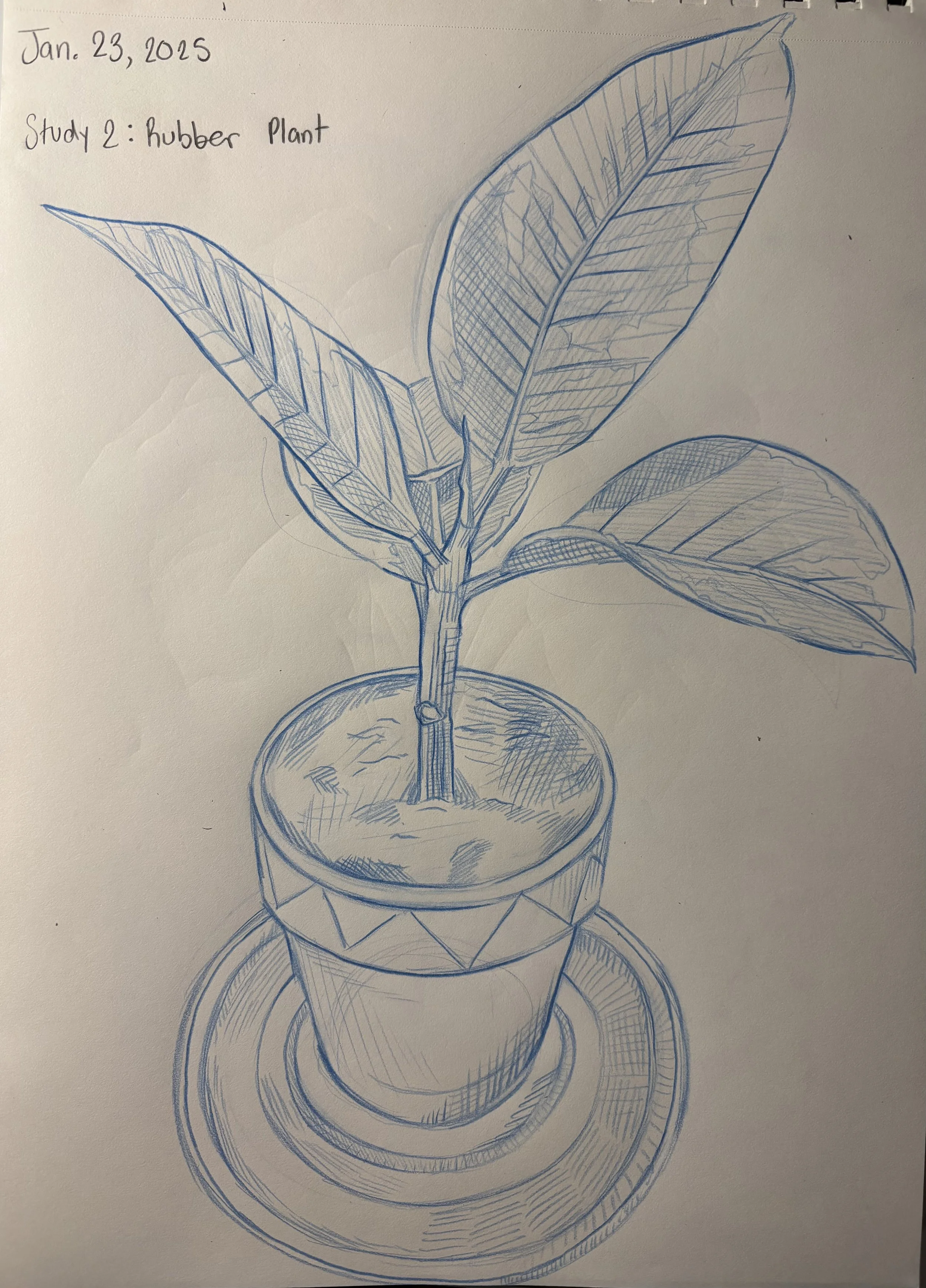 Rubbery Plant Study, January 2025