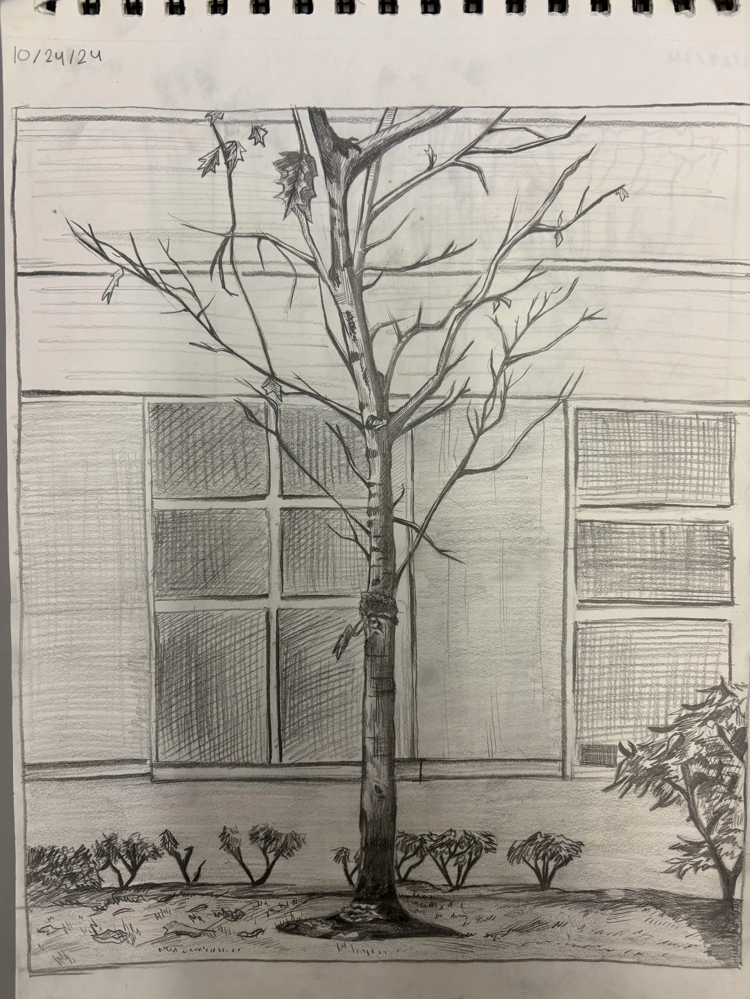 Tree Study, November 2024