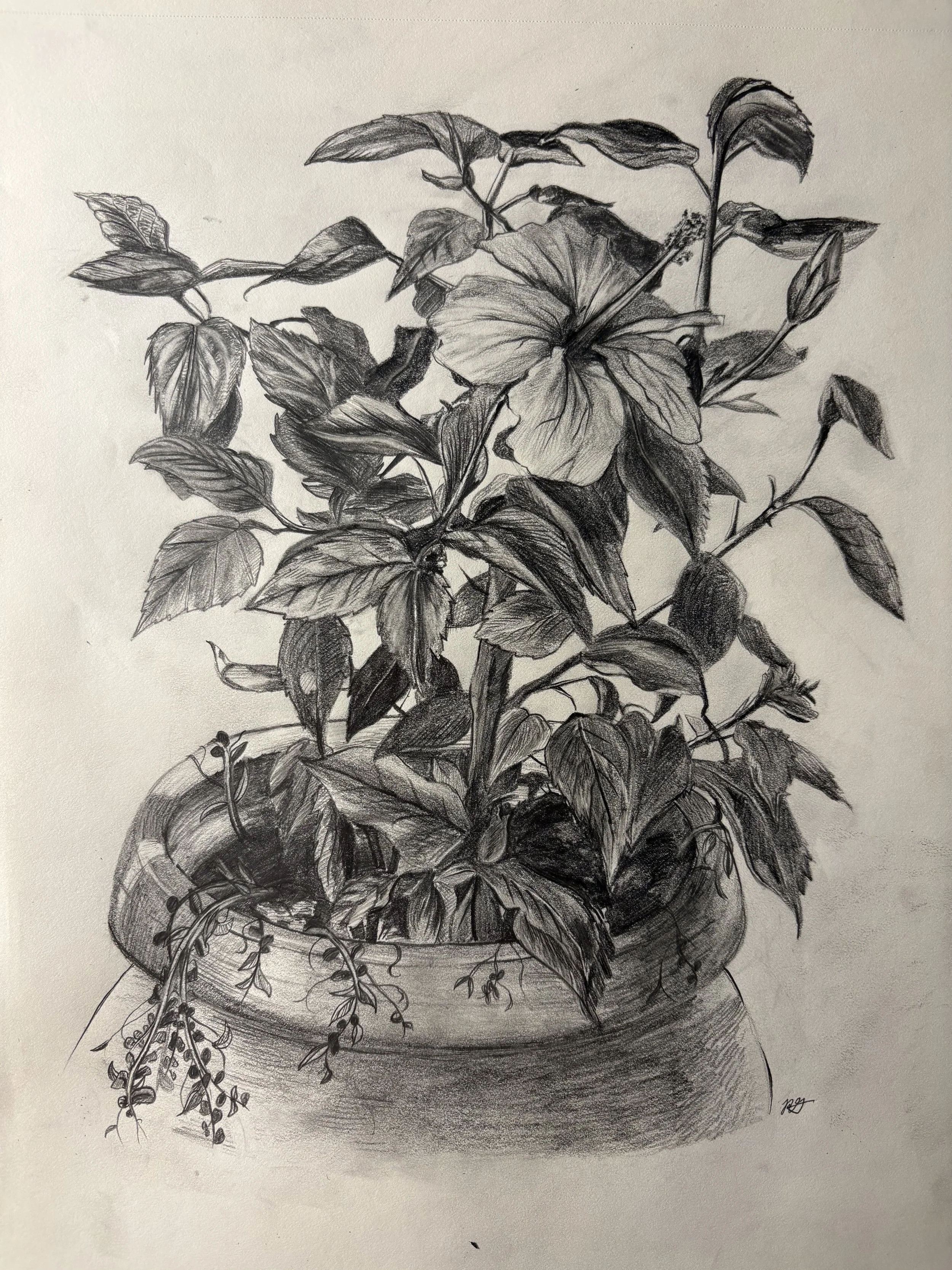 Potted Hibiscus Flower, December 2024
This is a hibiscus flower I created and sketched out using other references. I combined all those details to create this original piece. The sketch showcases my abilities in fine sketching and rendering. 