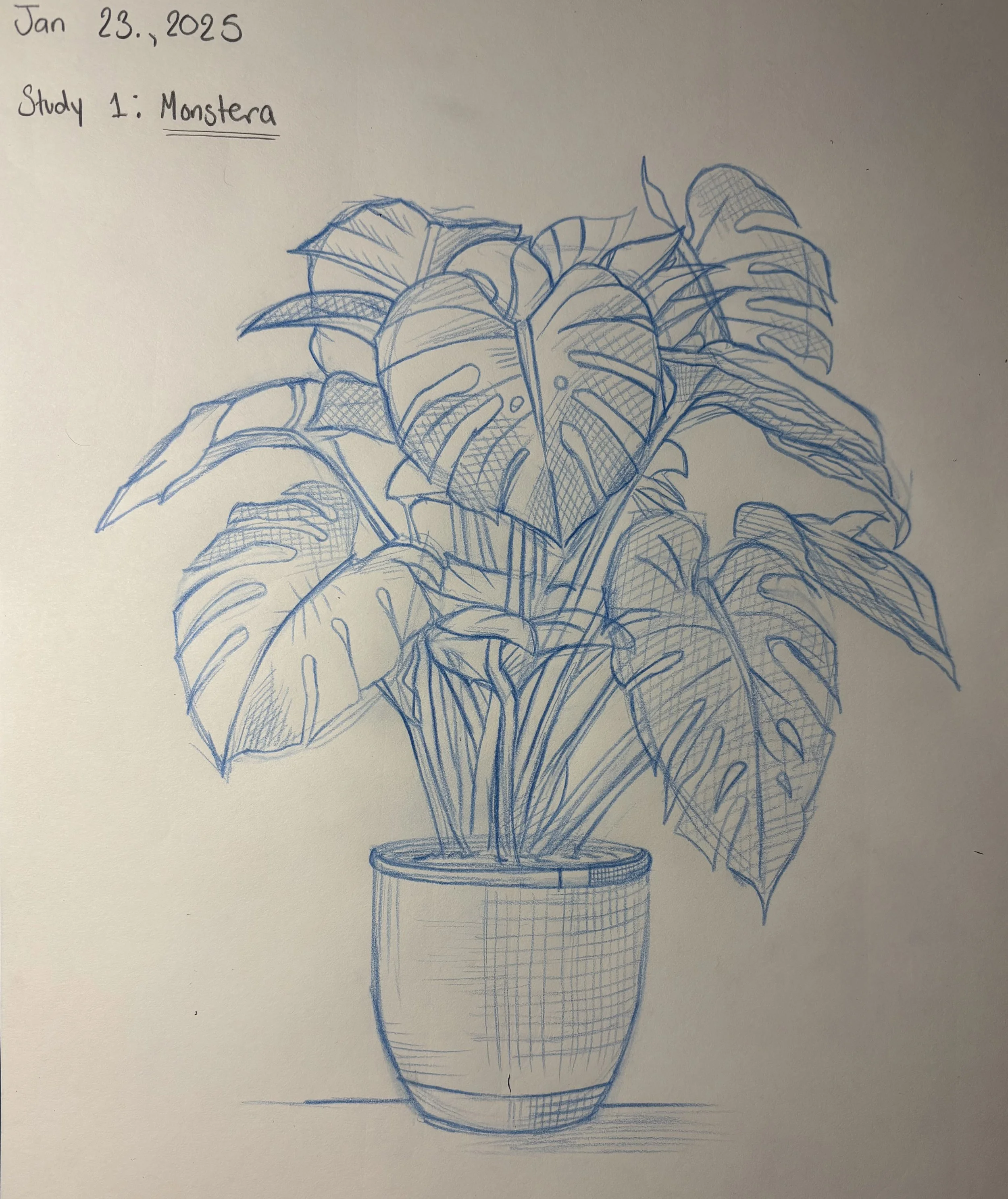 Monstera Study, January 2025