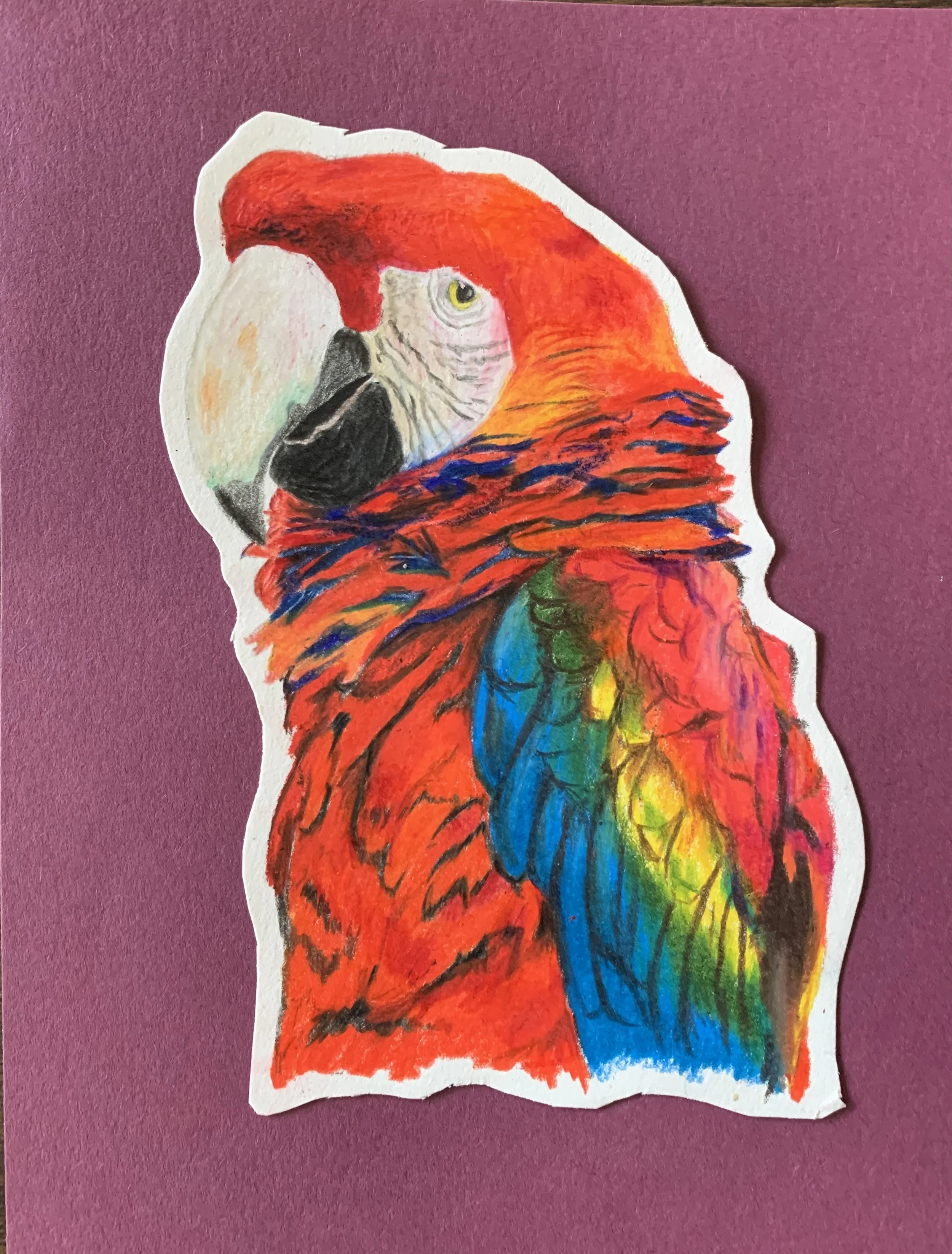 Red Macaw Portrait, December 2022
This is a simple study of a rainbow macaw. 