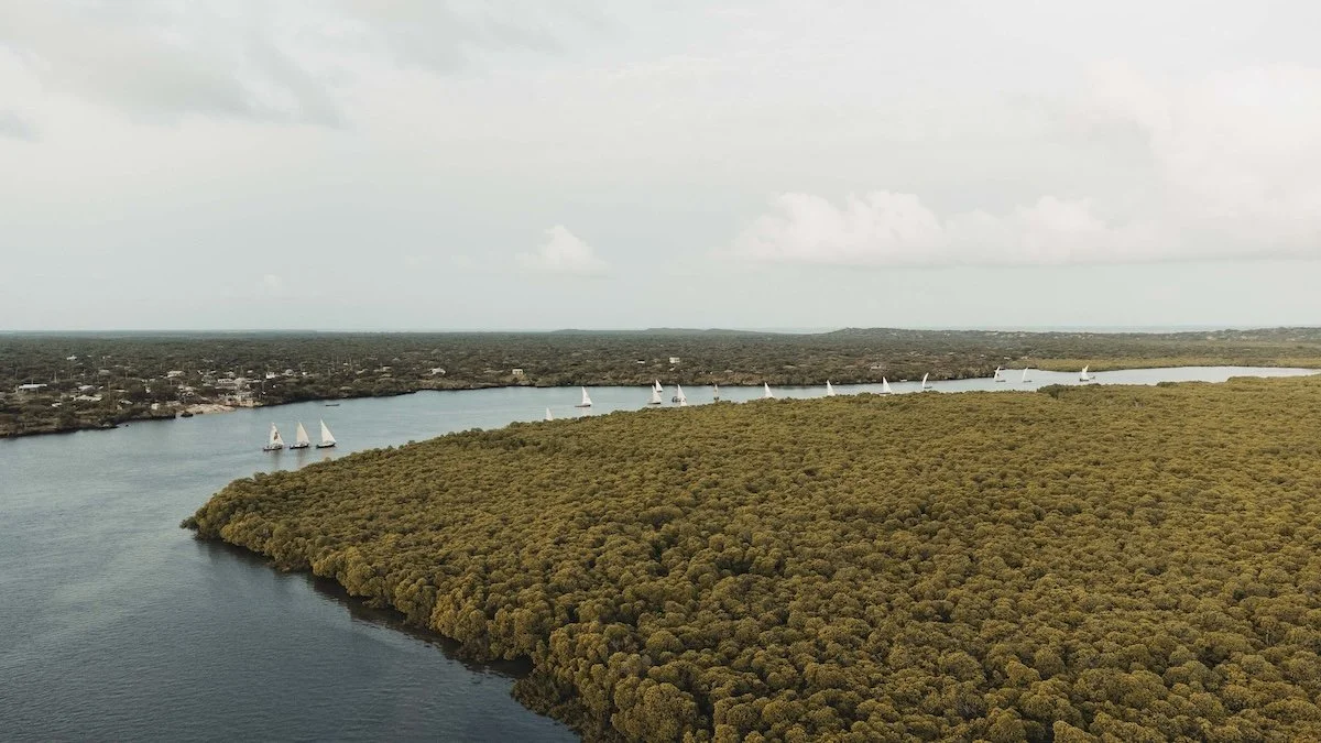 An aerial image showing many dhows sailing through a mangrove channel