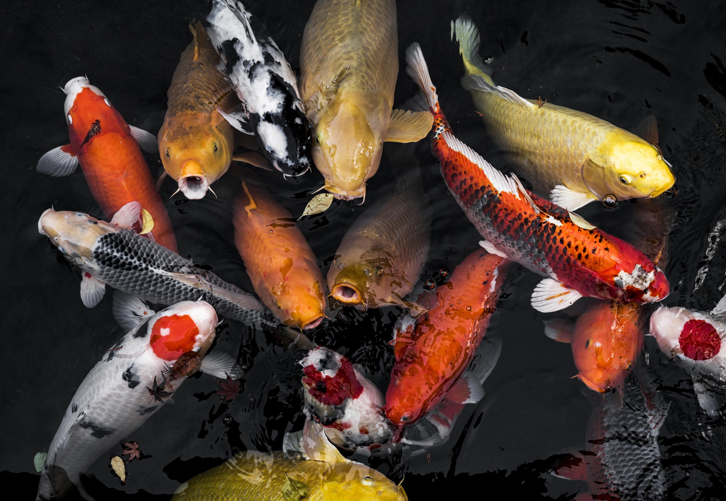 Colourful and healthy koi carp in a garden pond