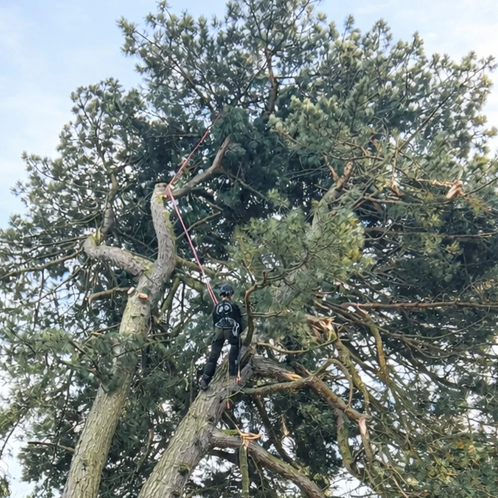 Matthew in a large Pine tree after storm damage