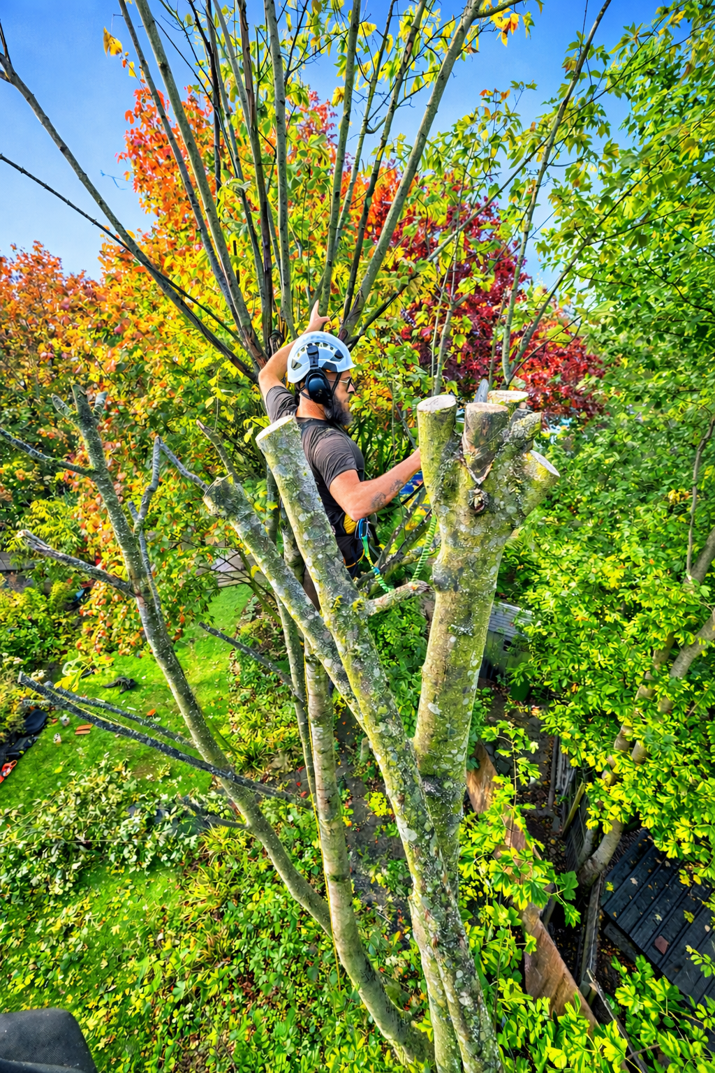 Marc performing a structural pollard on Sycamore trees