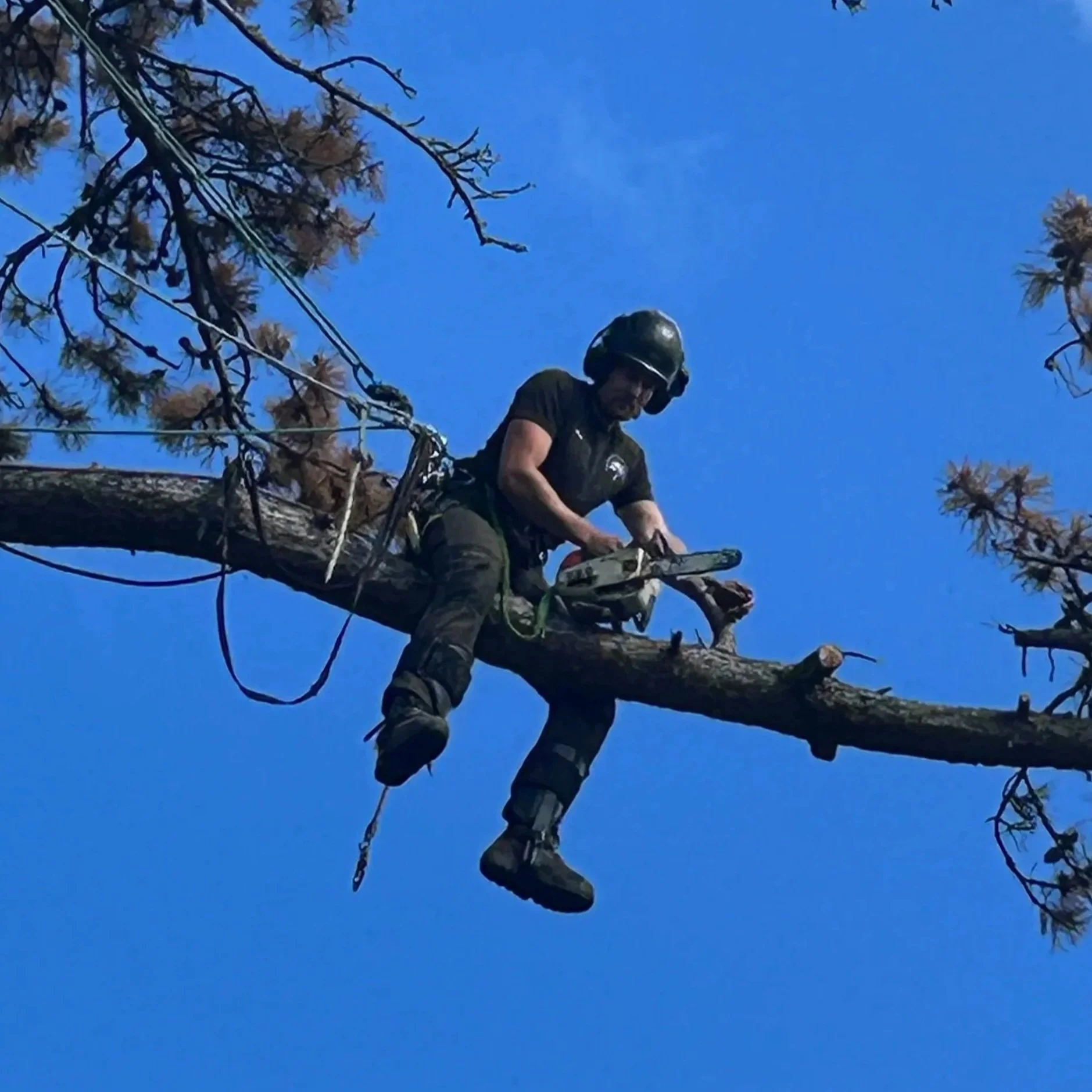 Matthew doing a Cedar full dismantle