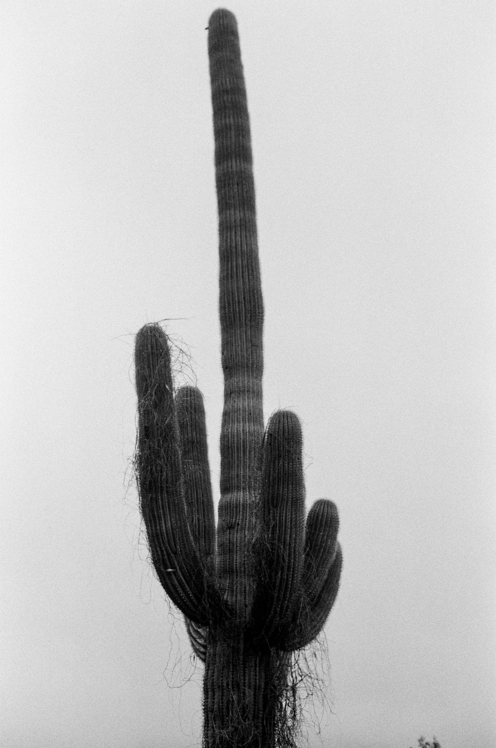A black and white image of a tall saguaro cactus showing multiple arms against a plain background.
