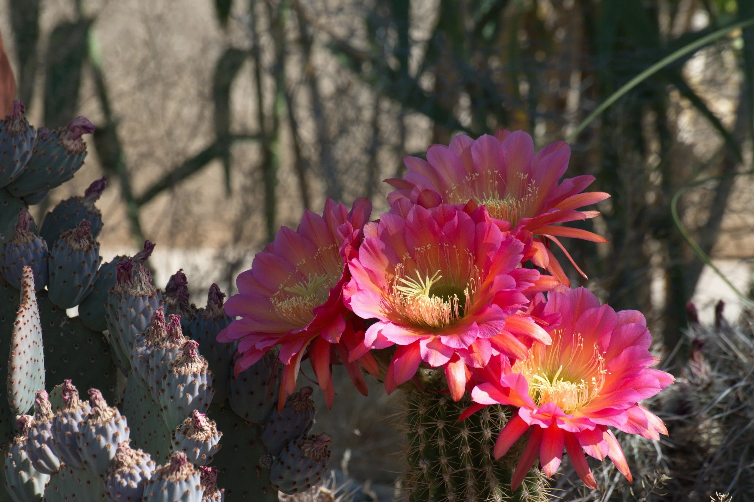 Bright pink cactus flowers blooming on a desert cactus plant with green spines, and other cactus plants in the background.