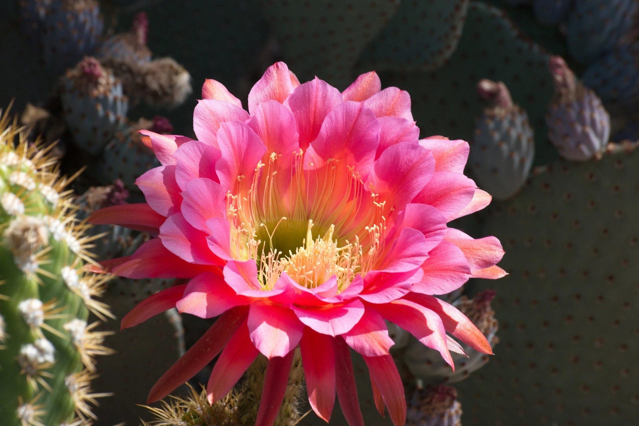 Close-up of a vibrant pink cactus flower blooming on a green cactus plant with small spines and buds in the background.