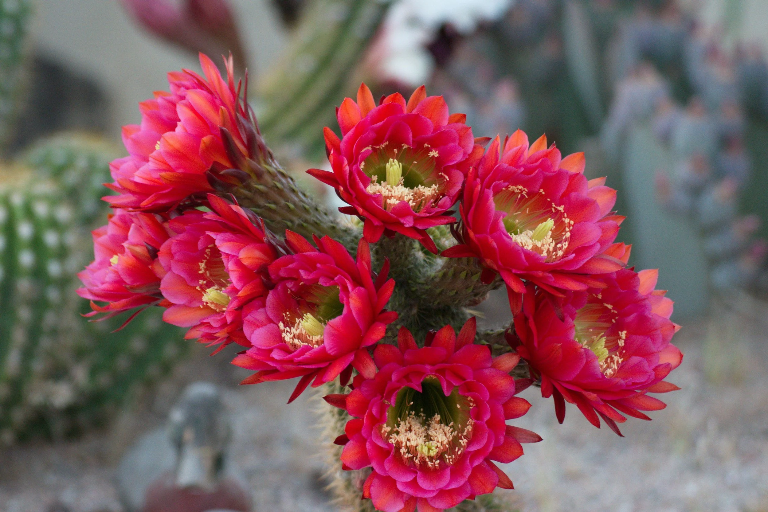 Close-up of bright pink cactus flowers blooming on a green cactus plant in a desert setting.