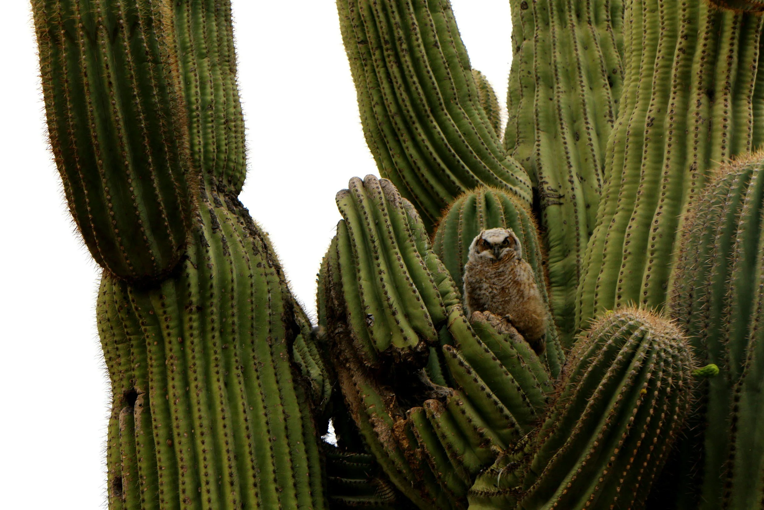 Close-up of tall green cactus with a small owl perched on a branch among the cactus arms.