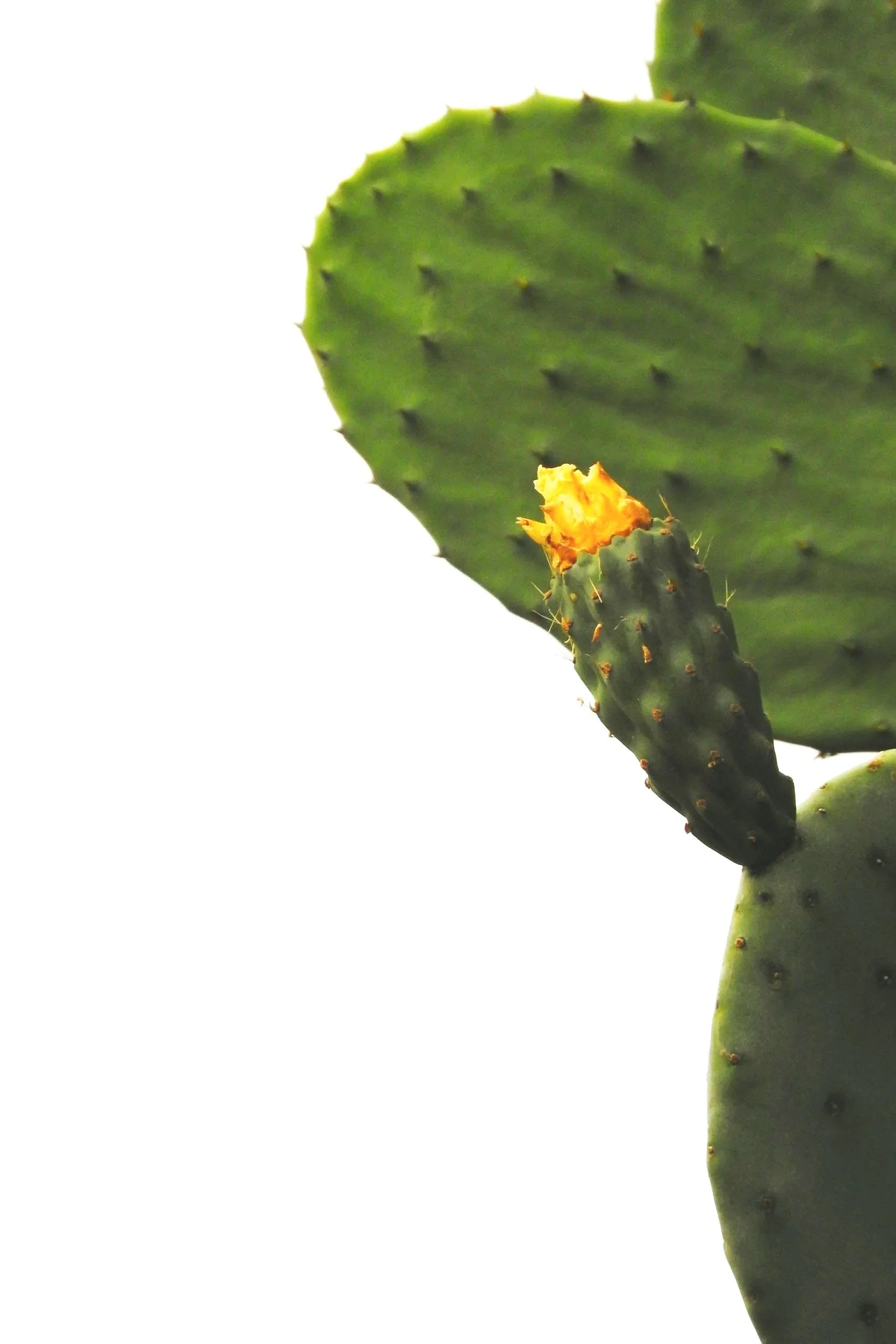 Close-up of a prickly pear cactus pad with a flowering cactus fruit and a flower.