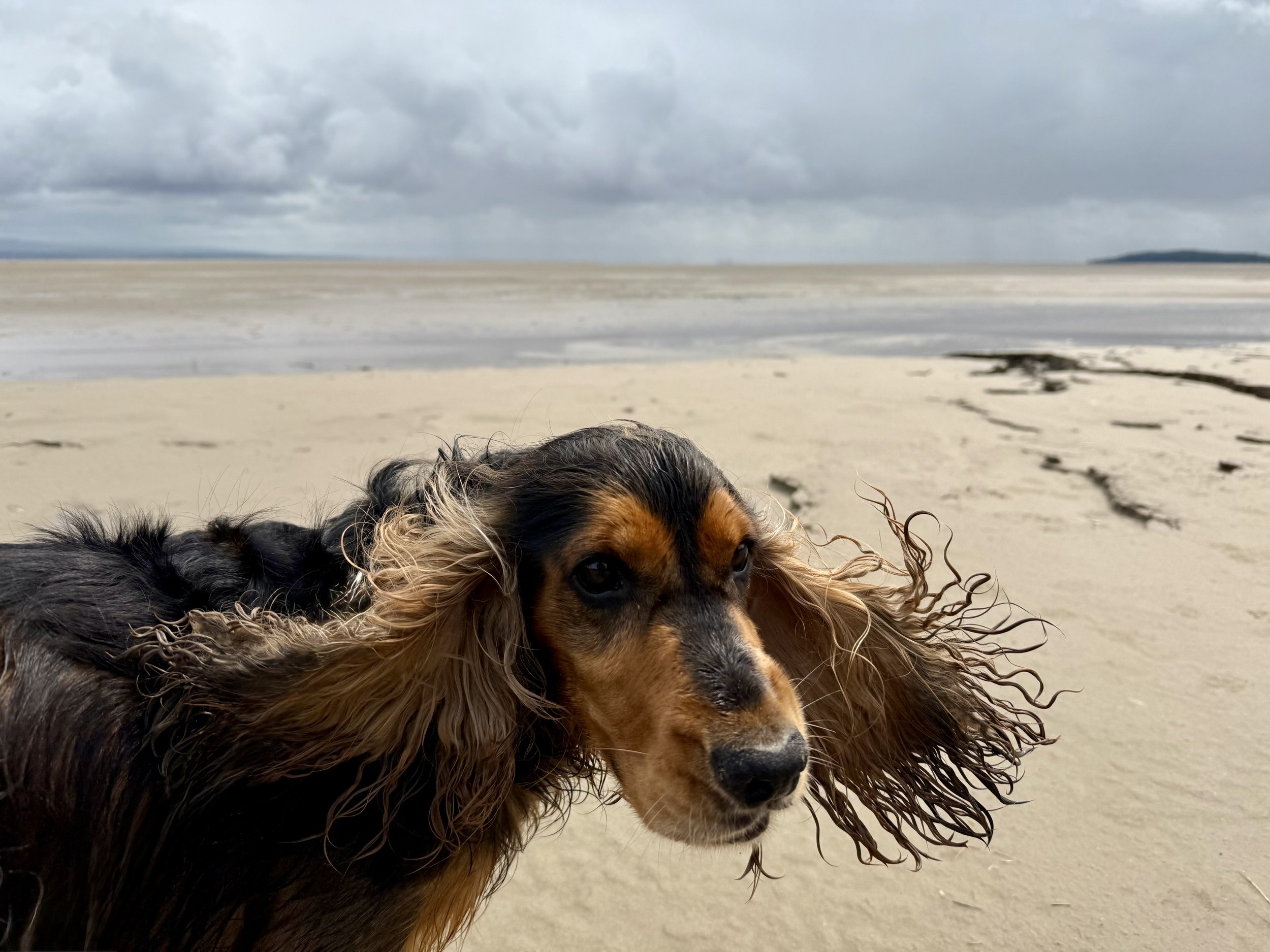 LIFE, WELL ADJUSTED: A Year With A Rescue Dog