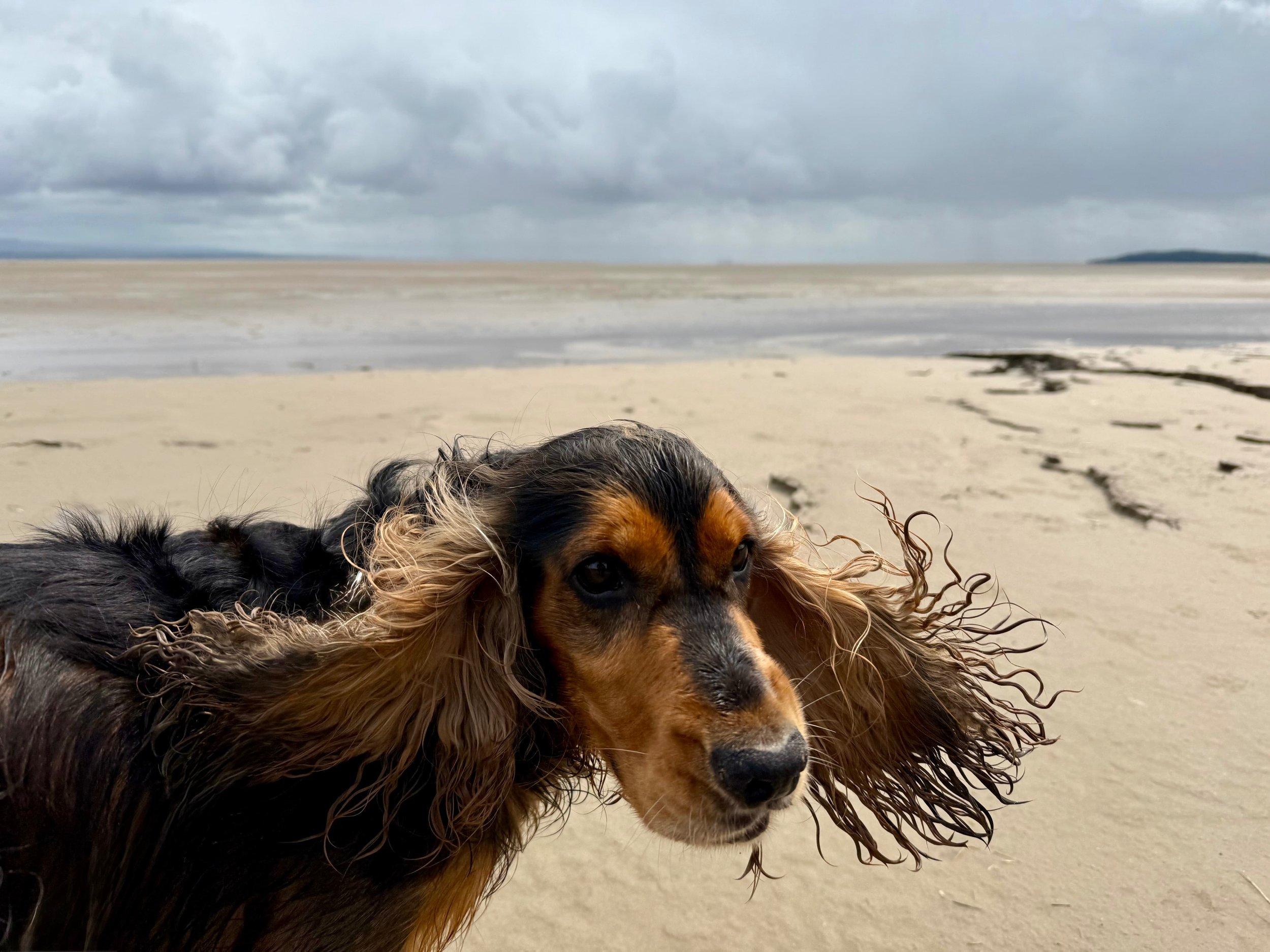 LIFE, WELL ADJUSTED: A Year With A Rescue Dog