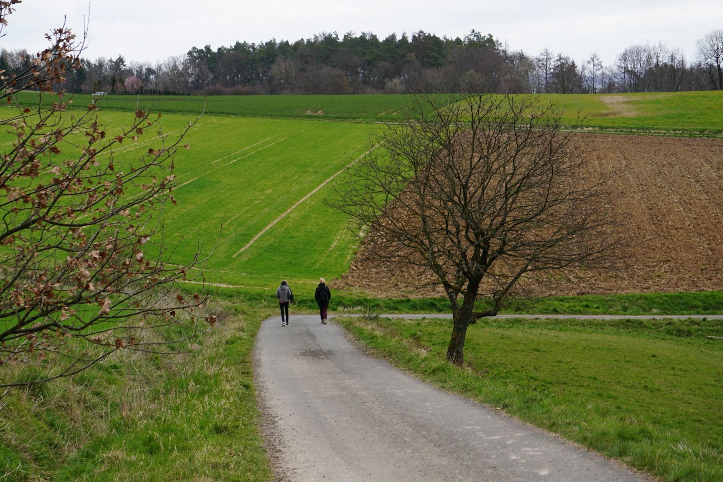 Two people walking along a rural gravel road surrounded by green fields, a leafless tree, and hills with partially cultivated land under an overcast sky.