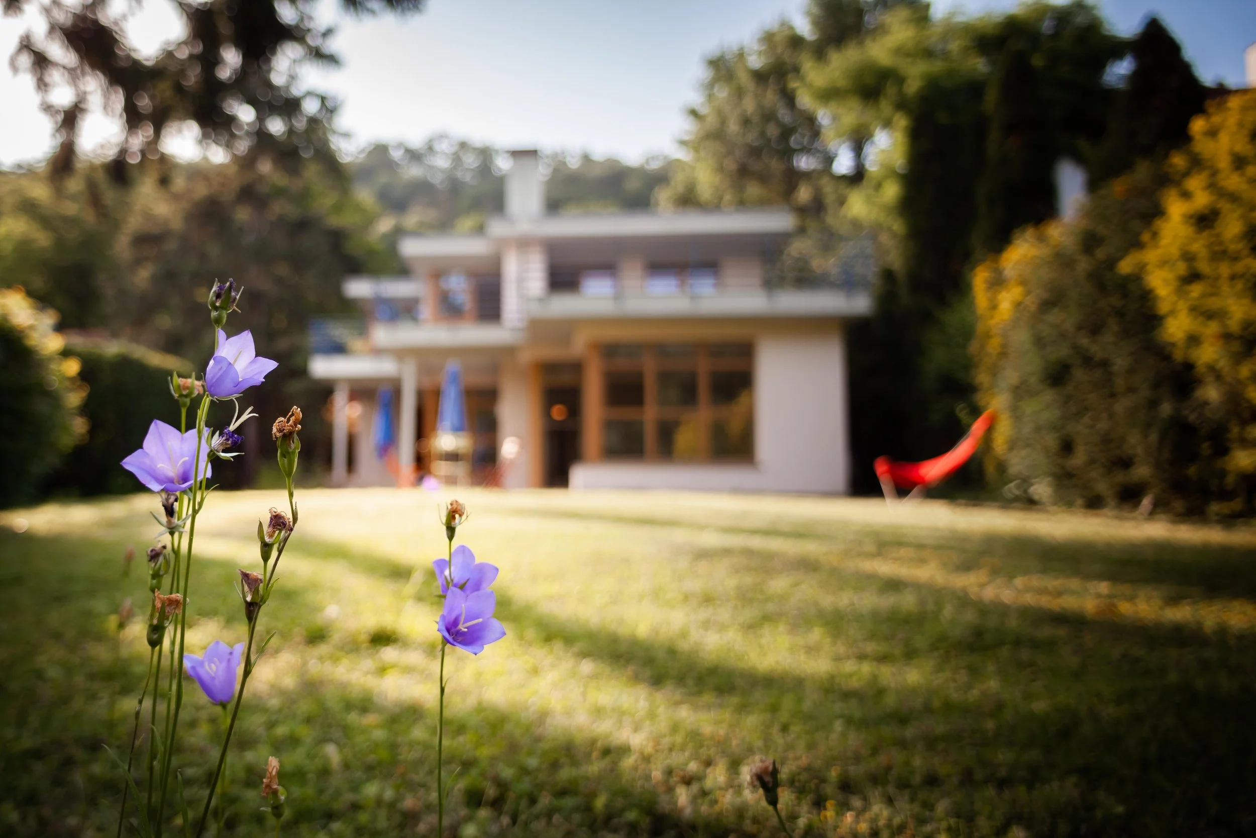 Bunter Garten mit blauen Blumen im Vordergrund und modernem Haus im Hintergrund, umgeben von Bäumen.