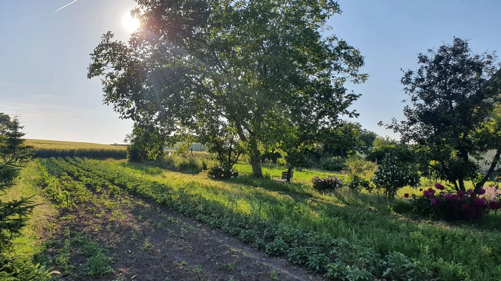 Garten mit Obstbäumen, Blumen und Gemüsepflanzen bei Sonnenlicht, auf einer ländlichen Wiese