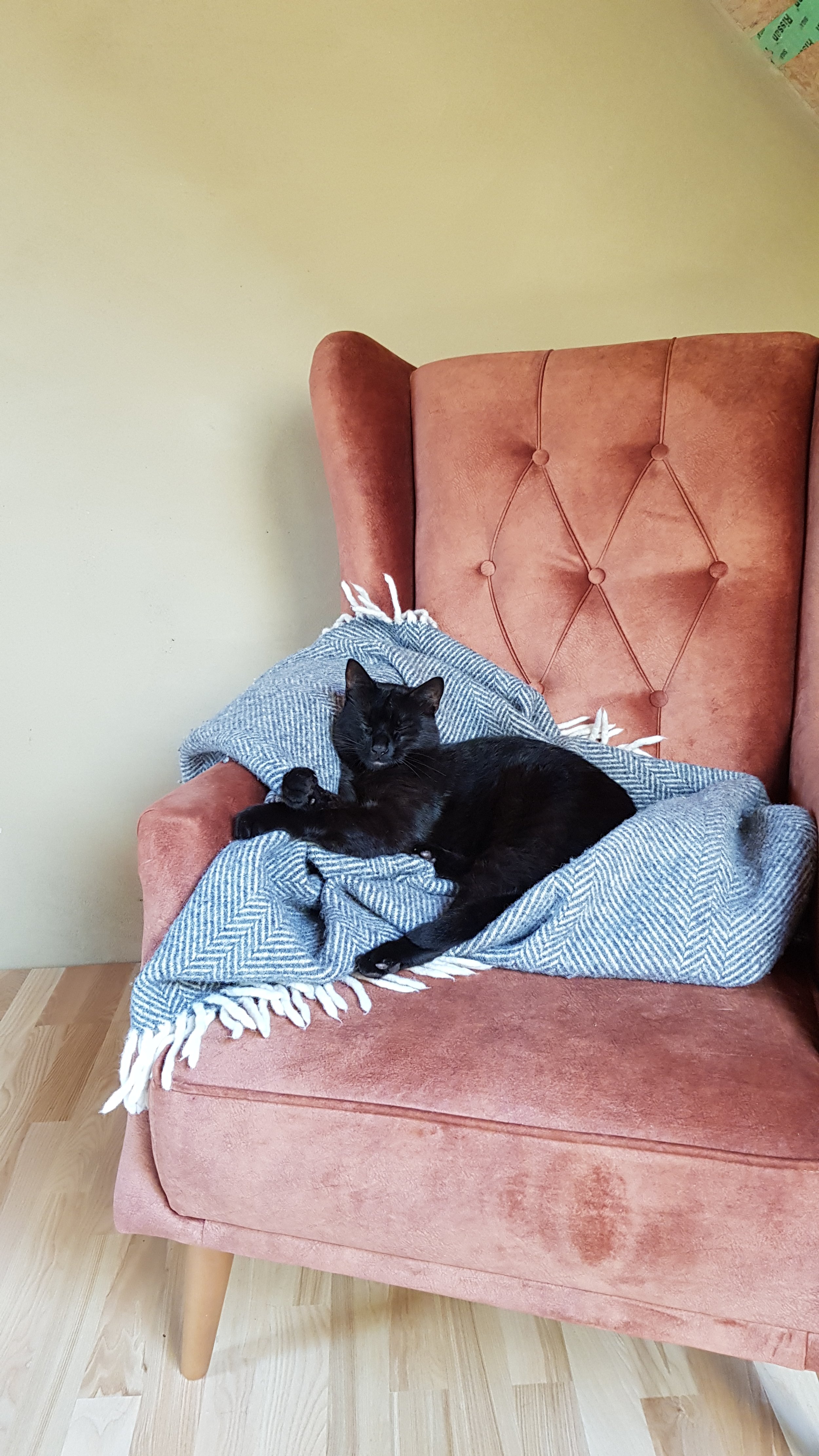 Schwarze Katze liegt entspannt auf einem rosa Samt-Sessel mit grauem Decke