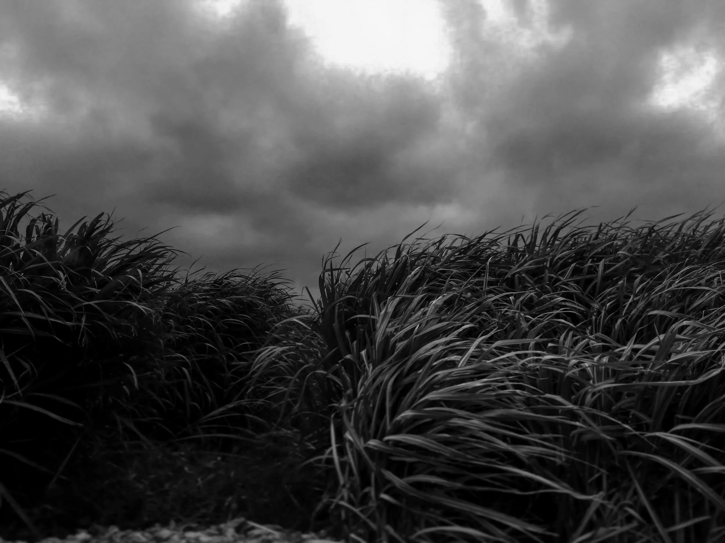 Tall grass in a field with dark, cloudy sky overhead.