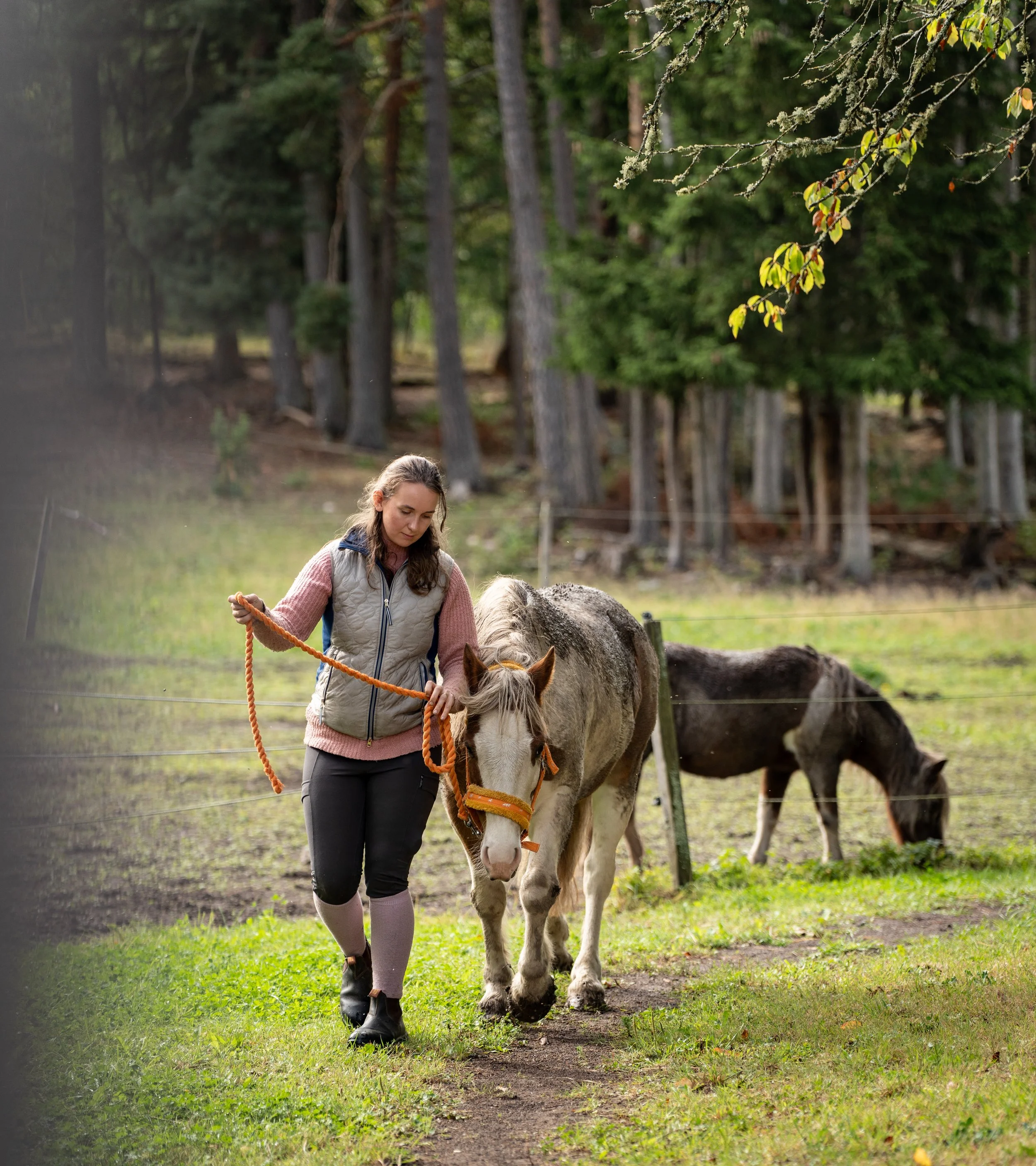A woman leading a small horse on a leash on a grassy path in a forested area, with another horse grazing in the background.