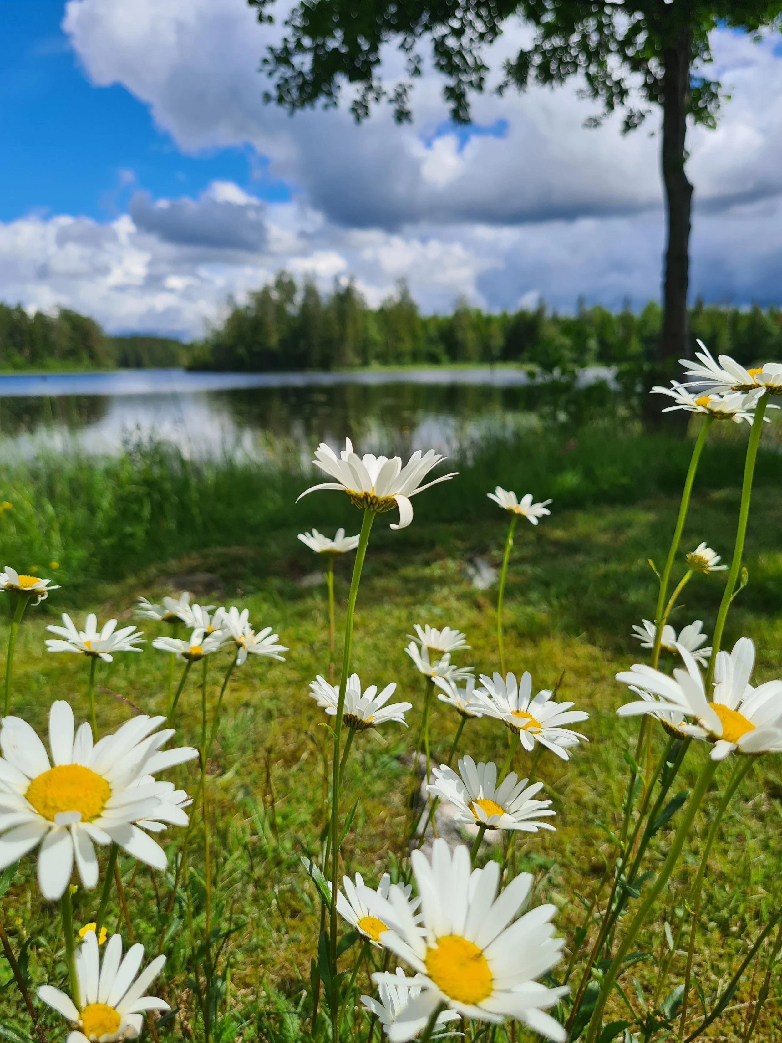 Kornsjø med blomster.jpg