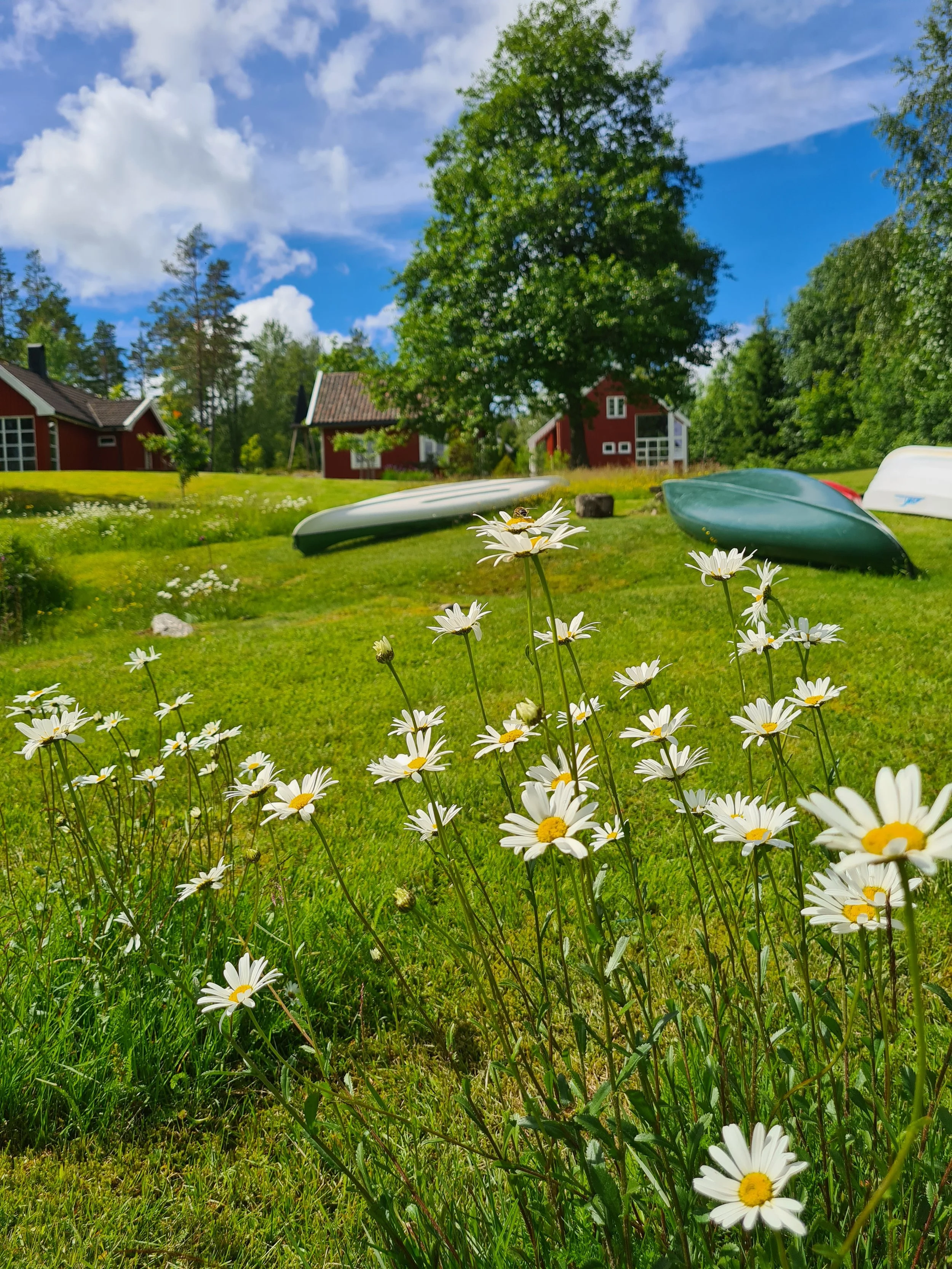 blomster og kanu.jpg