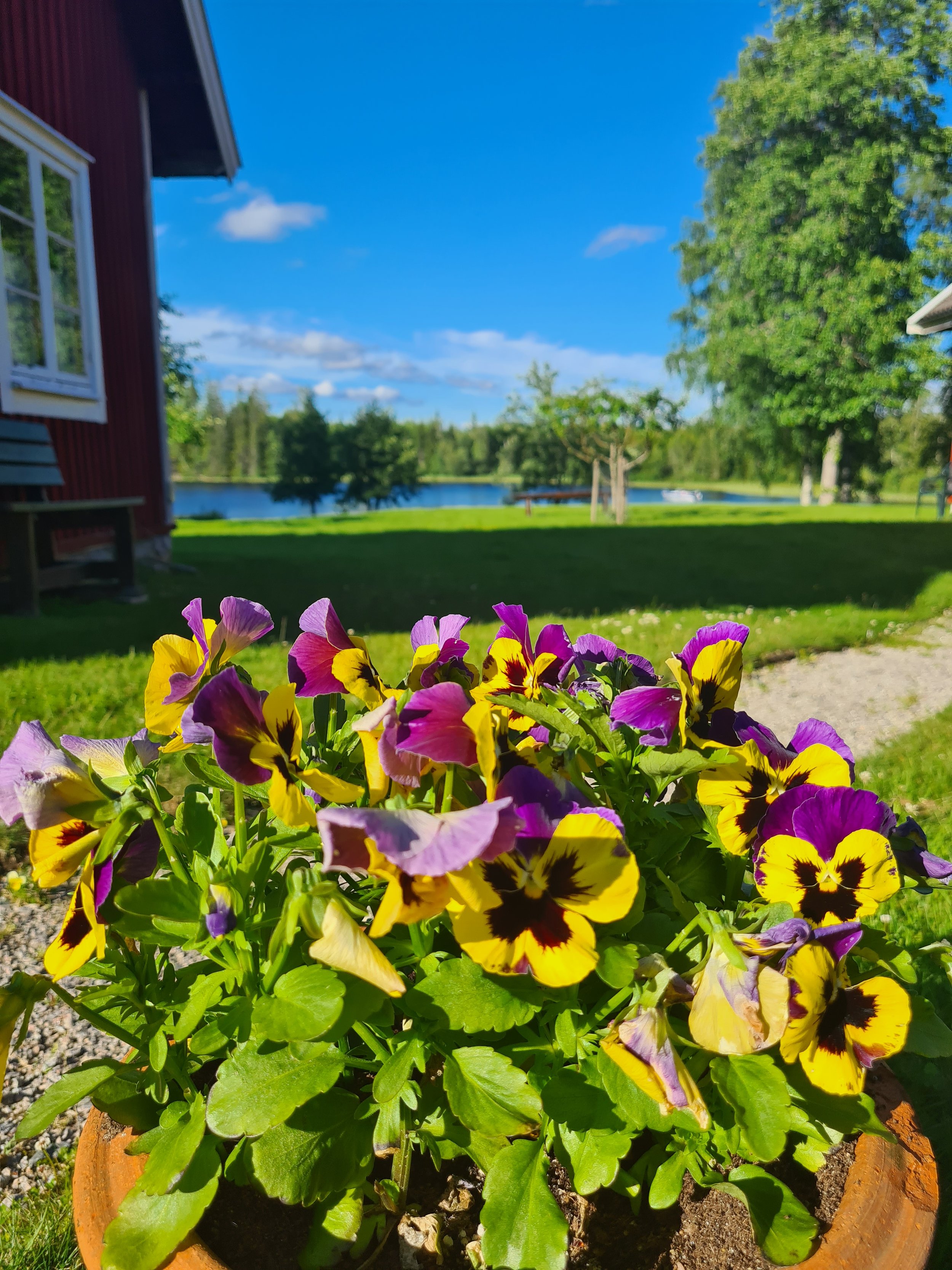 Tomasgården og stemor.jpg