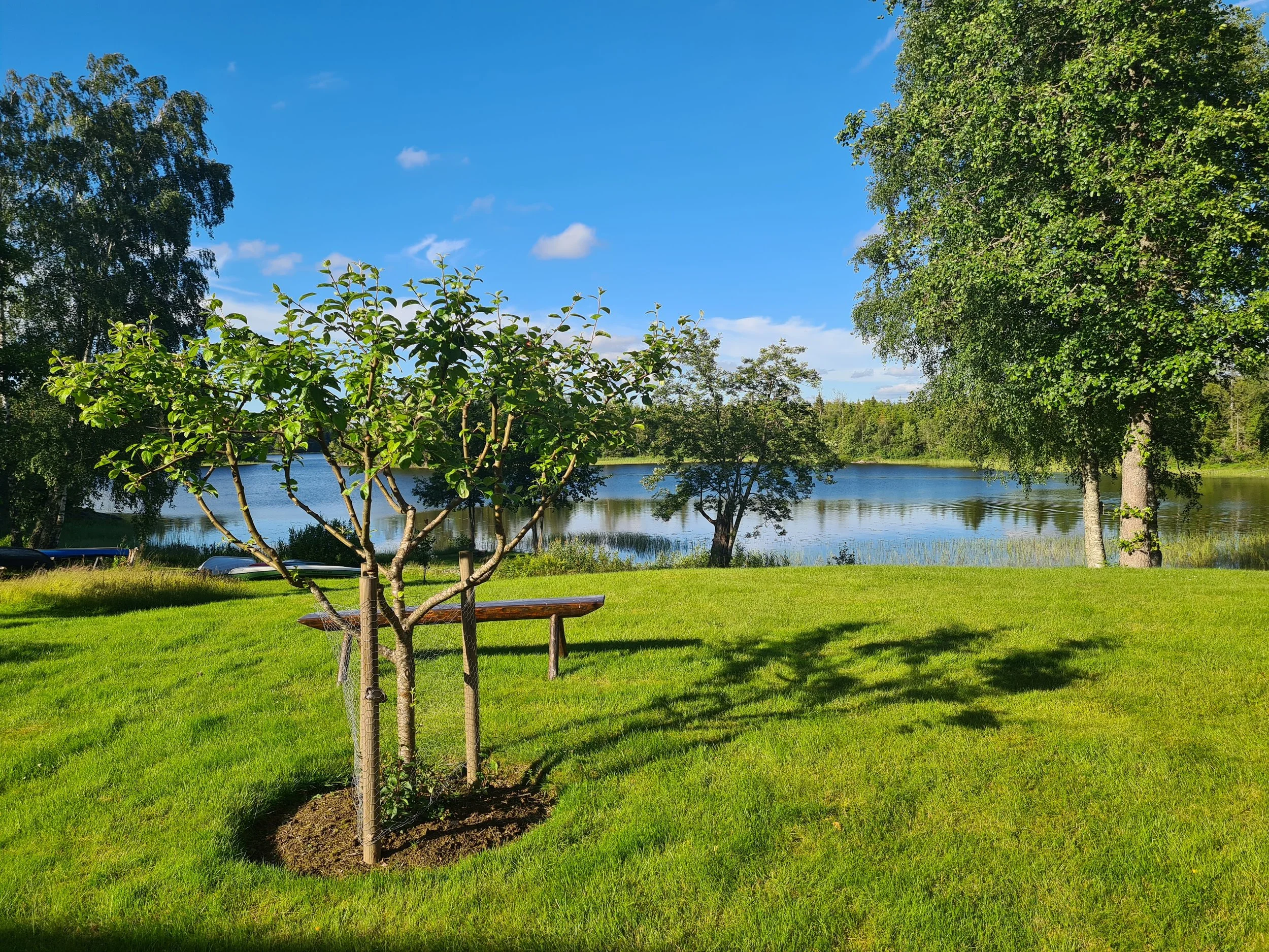 kornsjø med epletre i juni.jpg