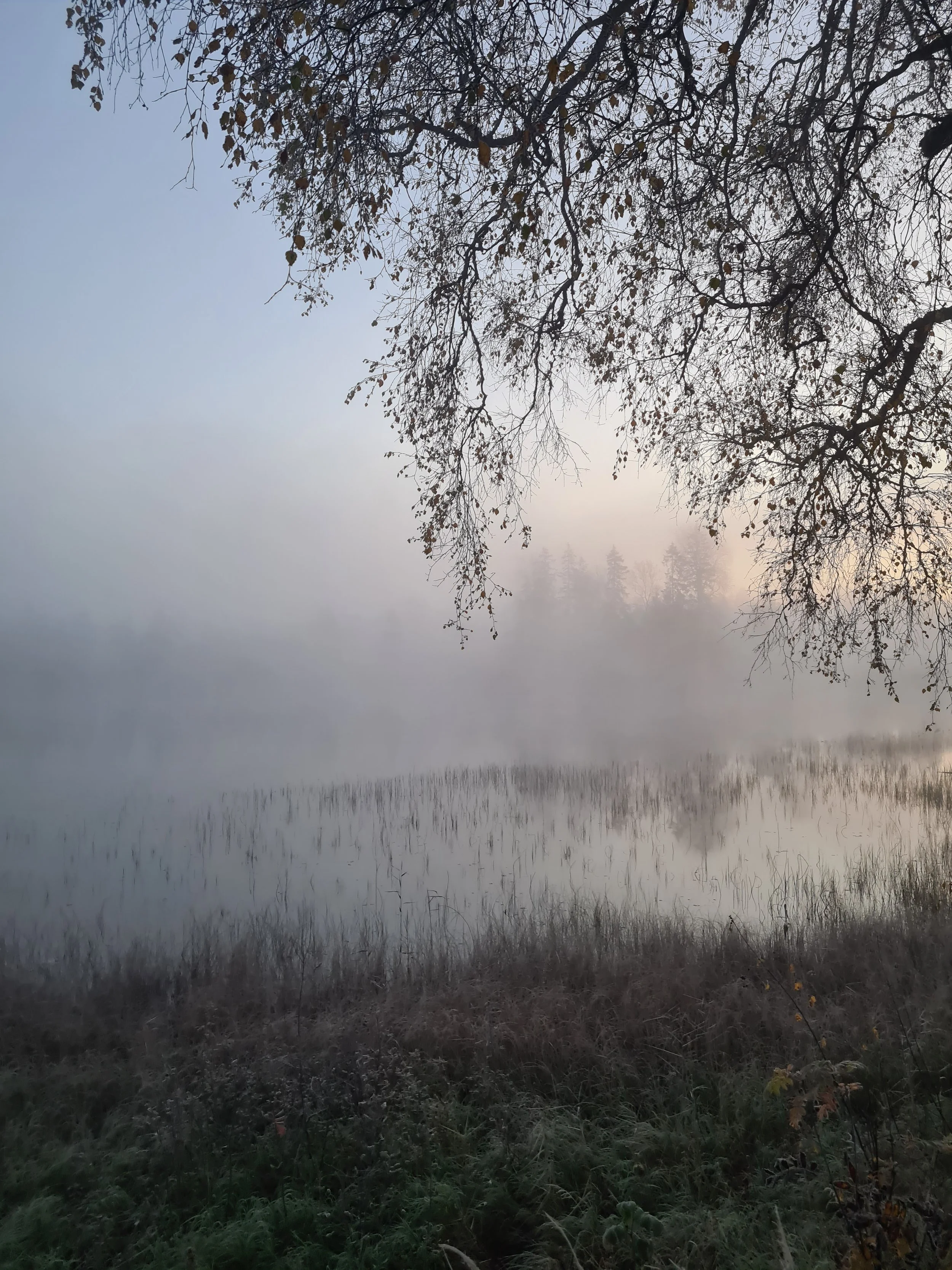 Kornsjø om morgenen i oktober.jpg