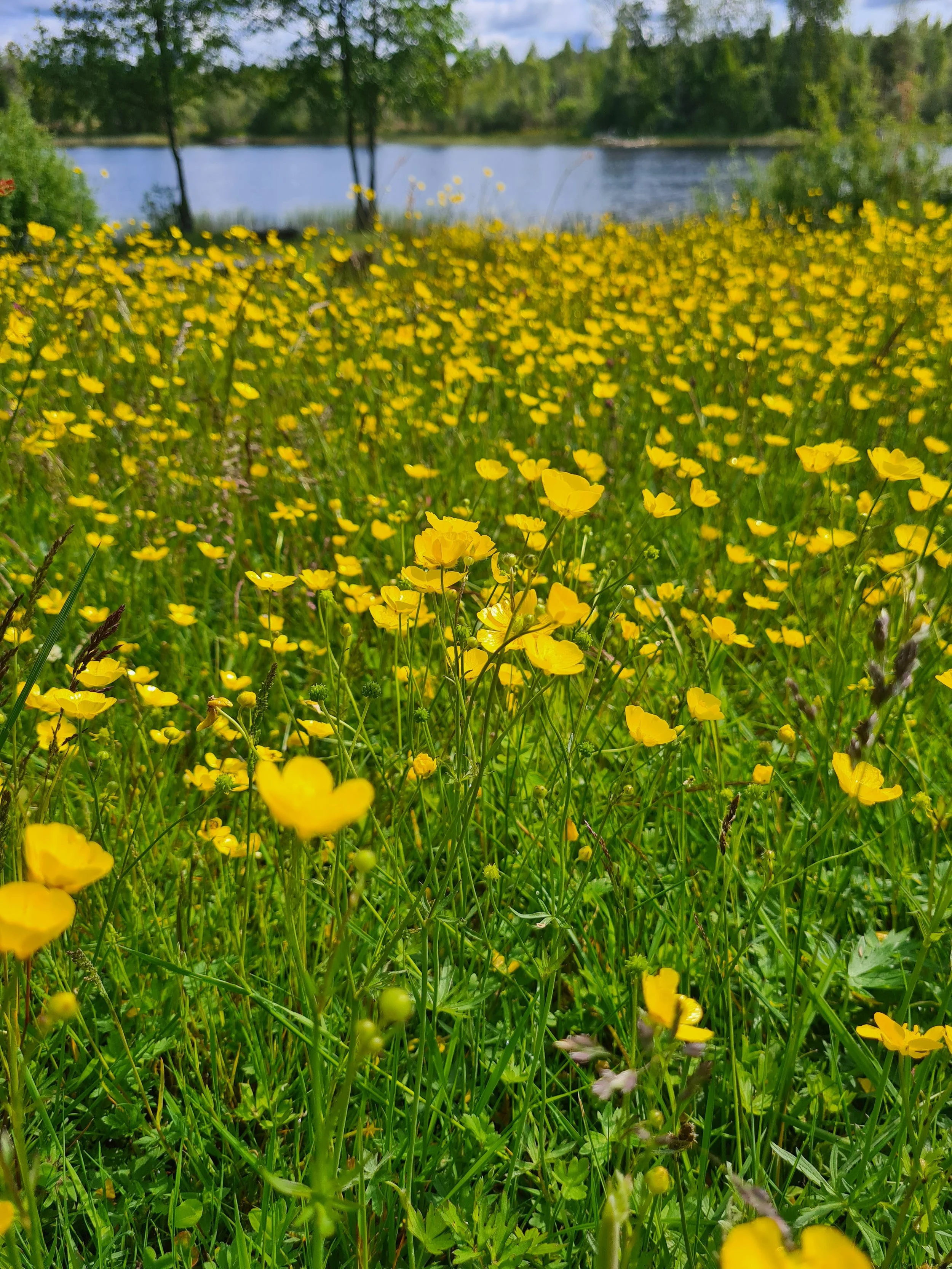 Blomstereng mot Kornsjøen.jpg
