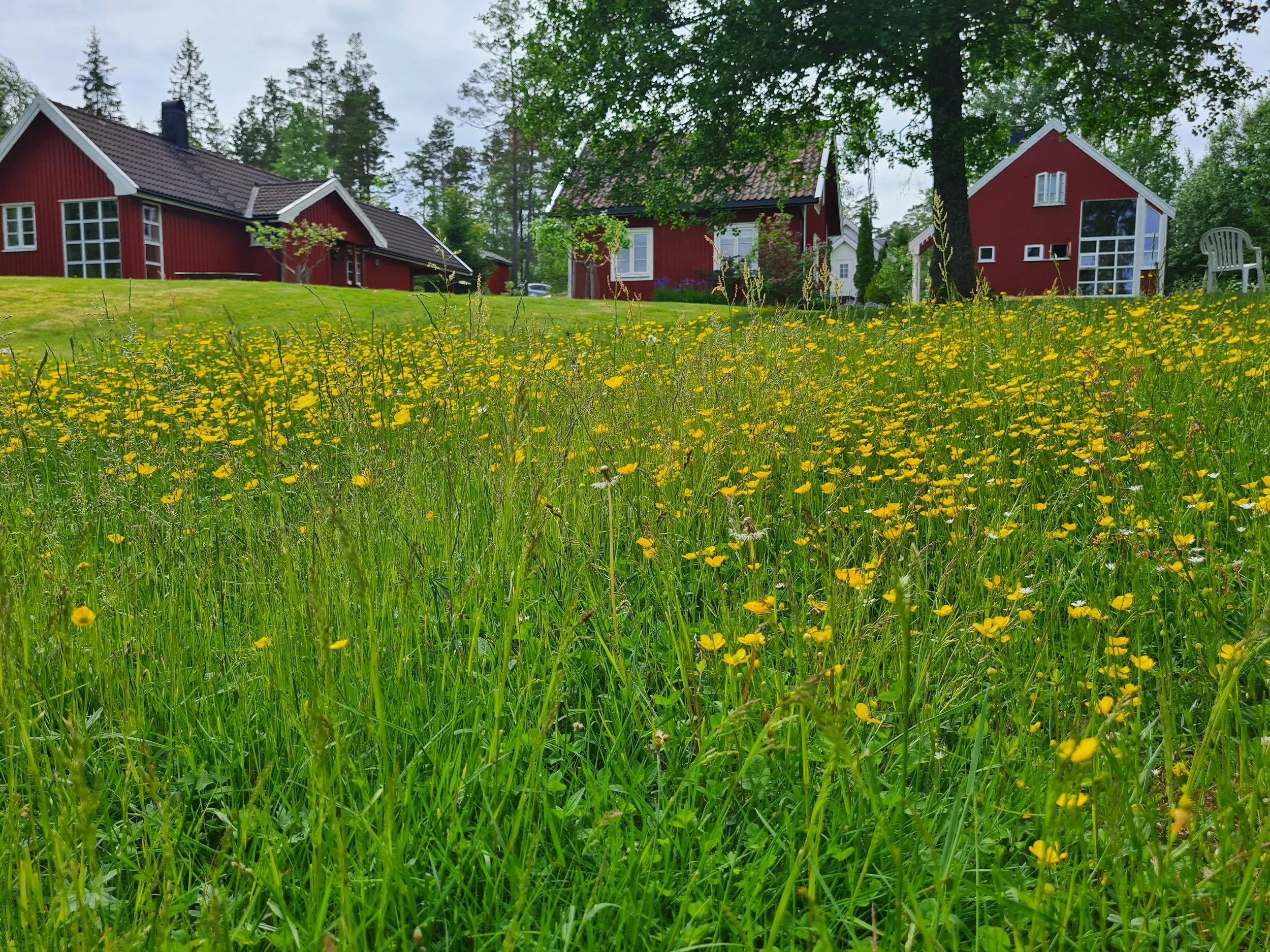 Blomstereng mot Samlingshuset, Gamlehuset og Stillhetens Hus.jpg