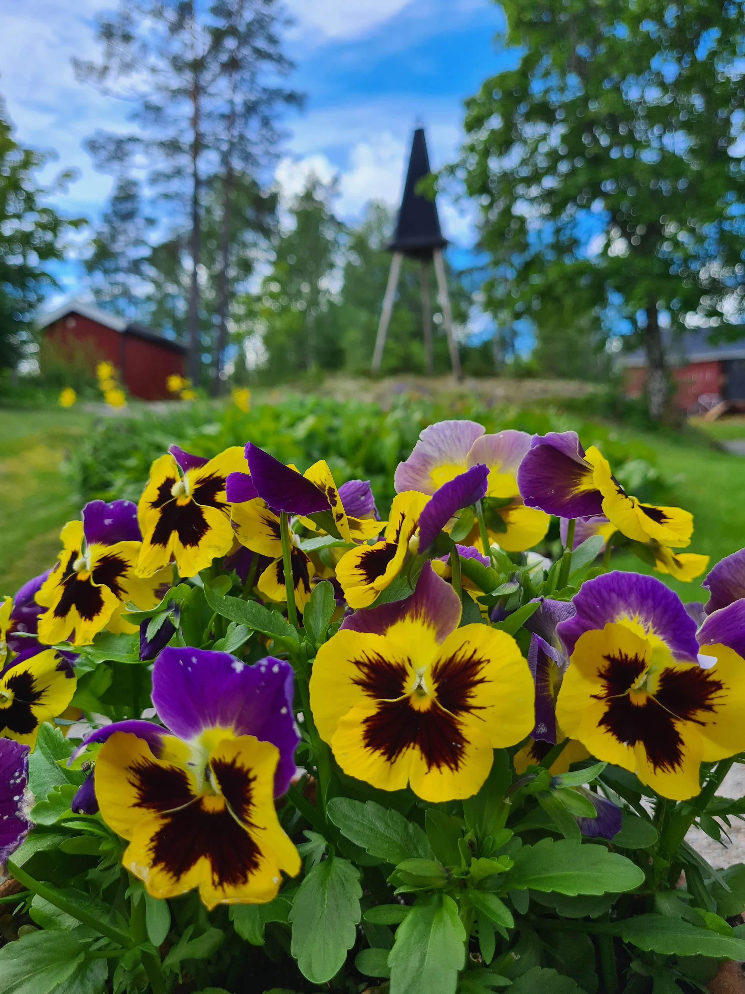 Fargerike fiolette og gule stemorsblomster foran, med en liten grå og rød husgård, store trær og en pent opparbeidet hage i bakgrunnen på en klar dag med blå himmel og noen skyer.