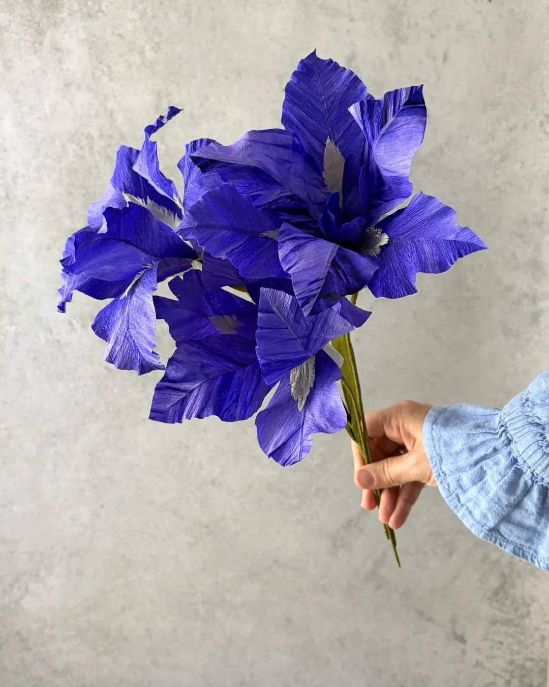 iris (3).jpg