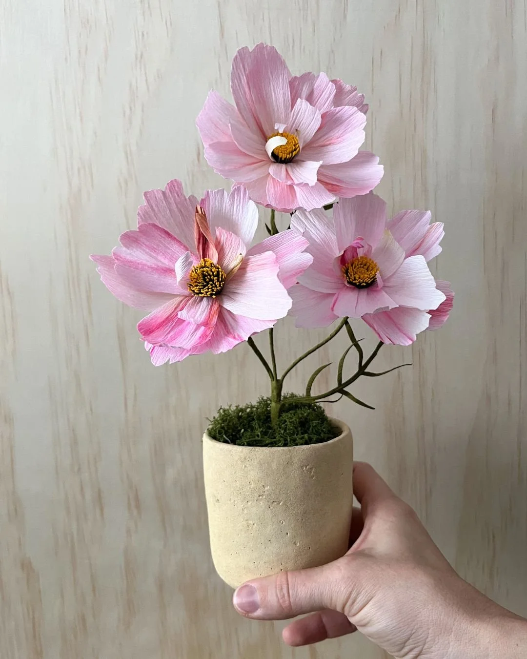 Cosmea / Schmuckkörbchen, zartrosa-weiß, im Tontopf - Papierblume, handgefertigt aus Krepppapier