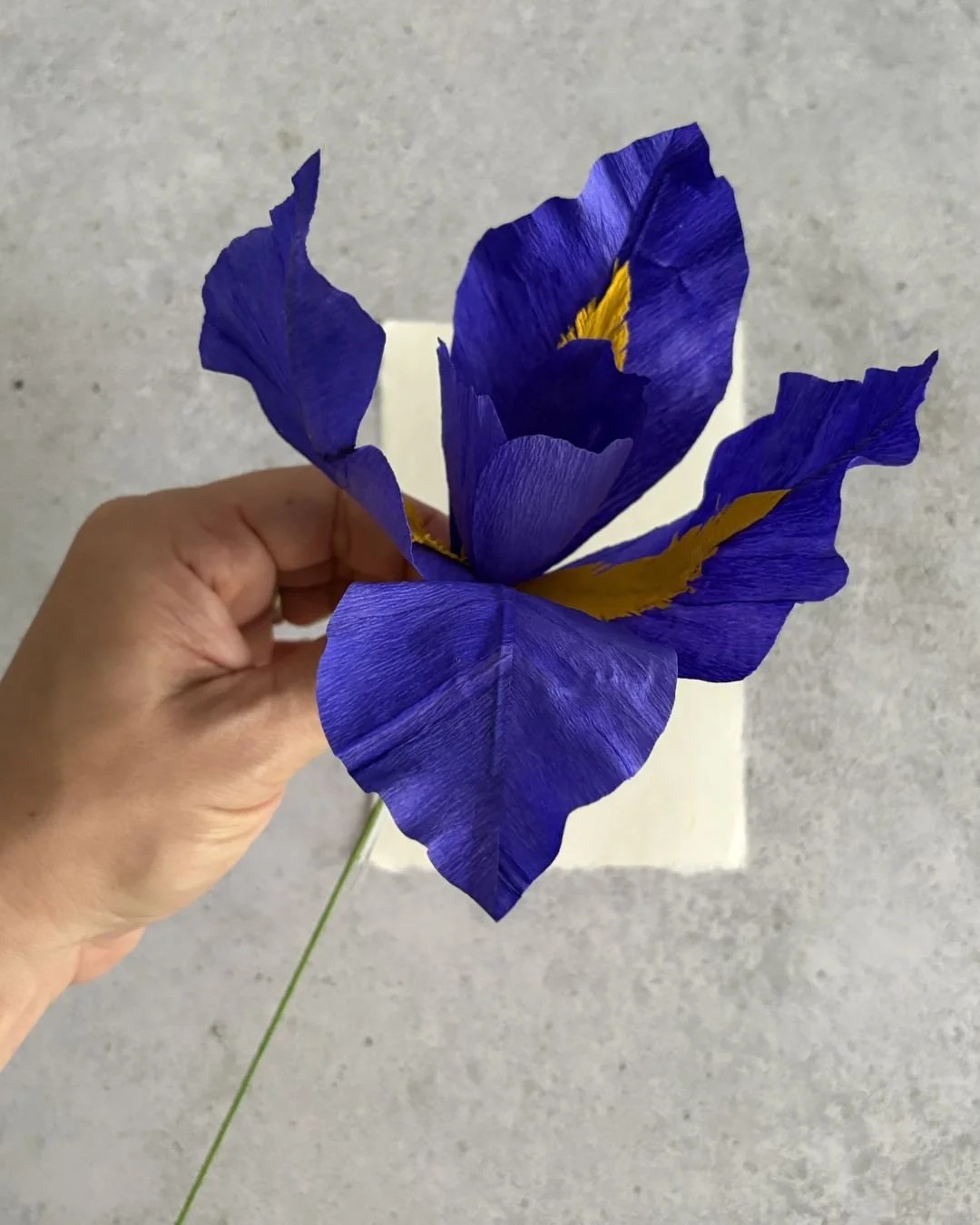 4-set_diy_iris.jpg