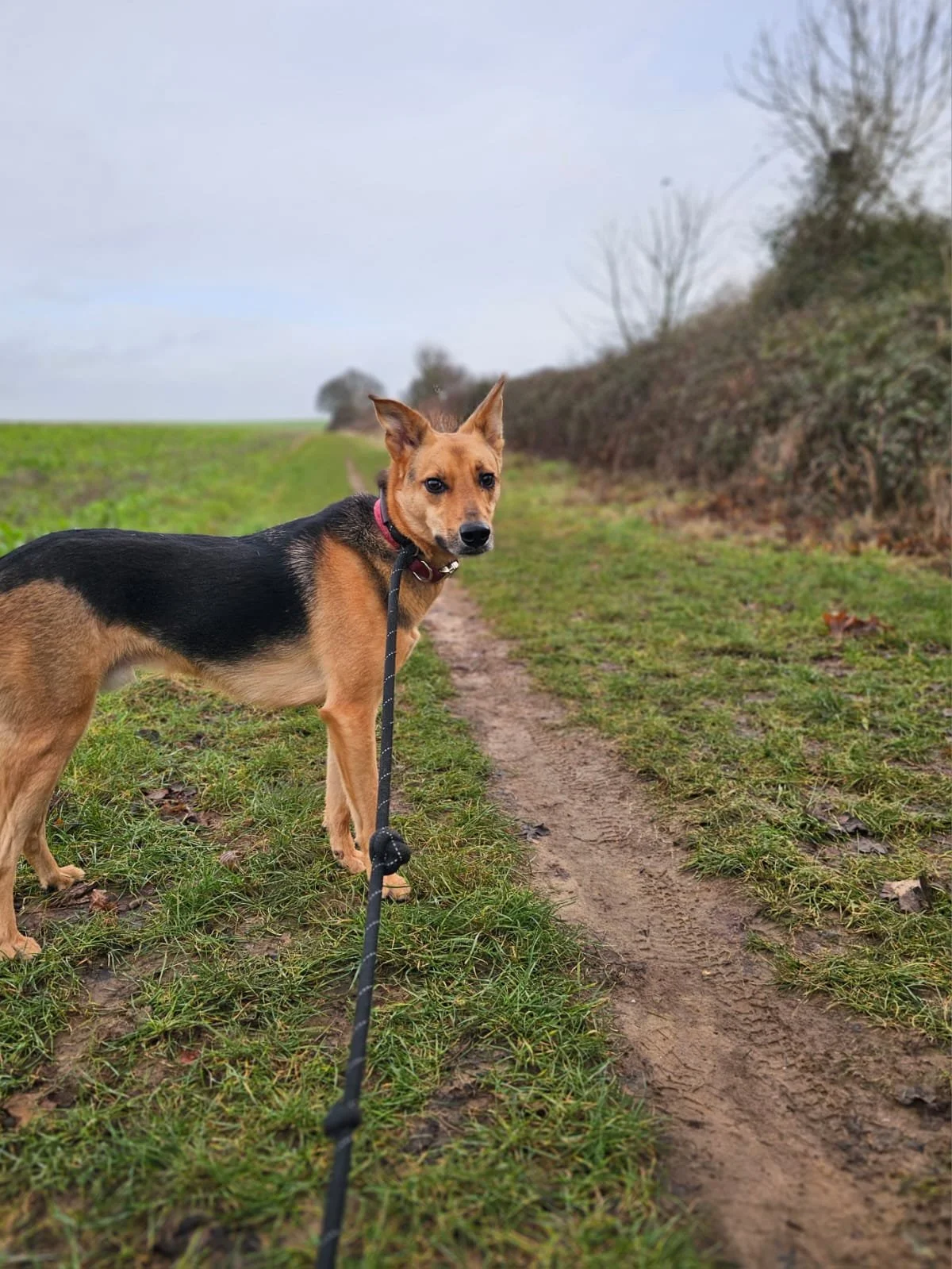 Solo dog walking for a reactive, nervous rescue dog around Eastbourne, Newhaven, Lewes, Seaford by professional dog walker Fiona’s Fauna & Flora.