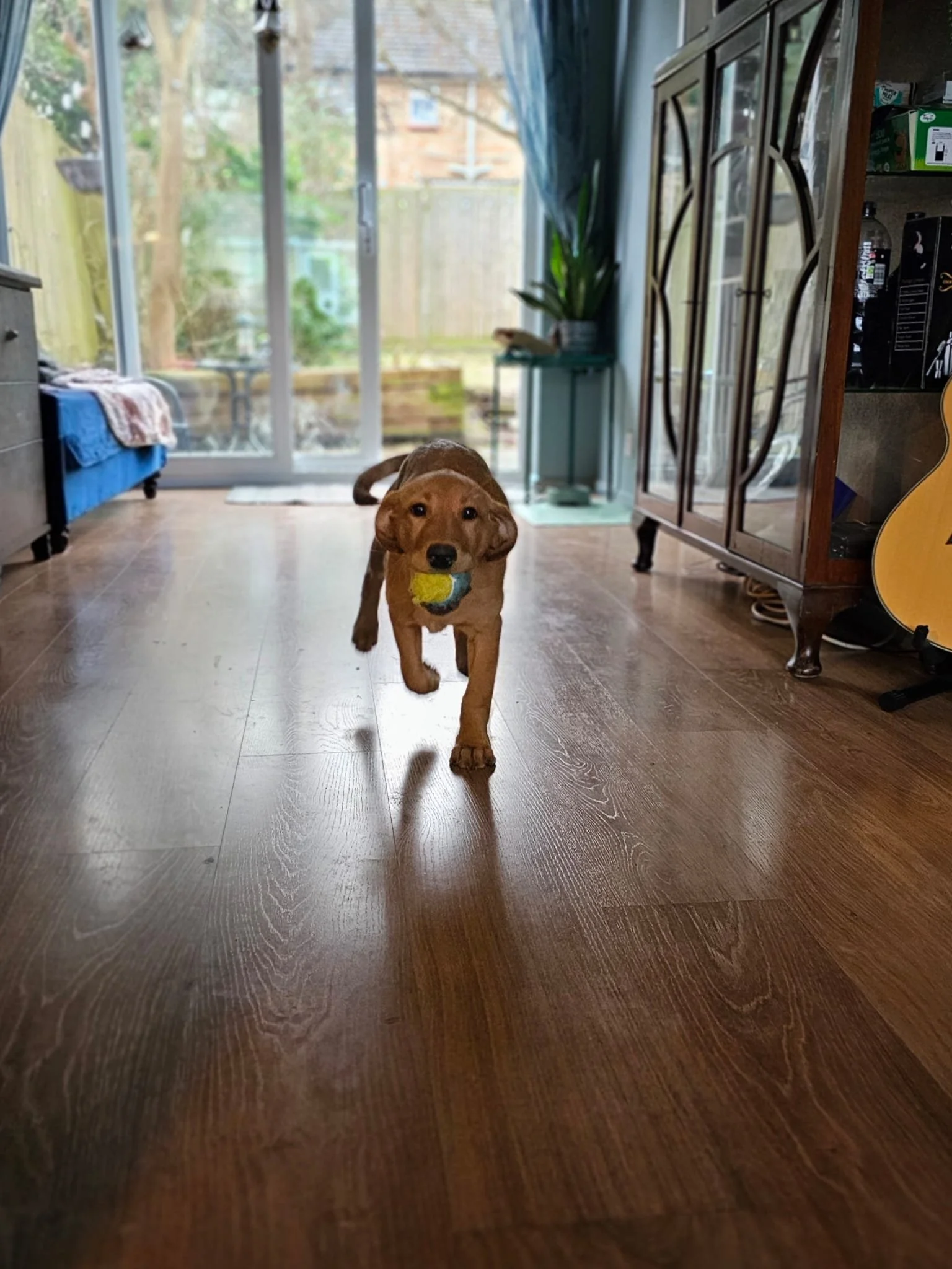 1:1 dog walking services in Lewes Sussex - Puppy and Senior dog care specialist.