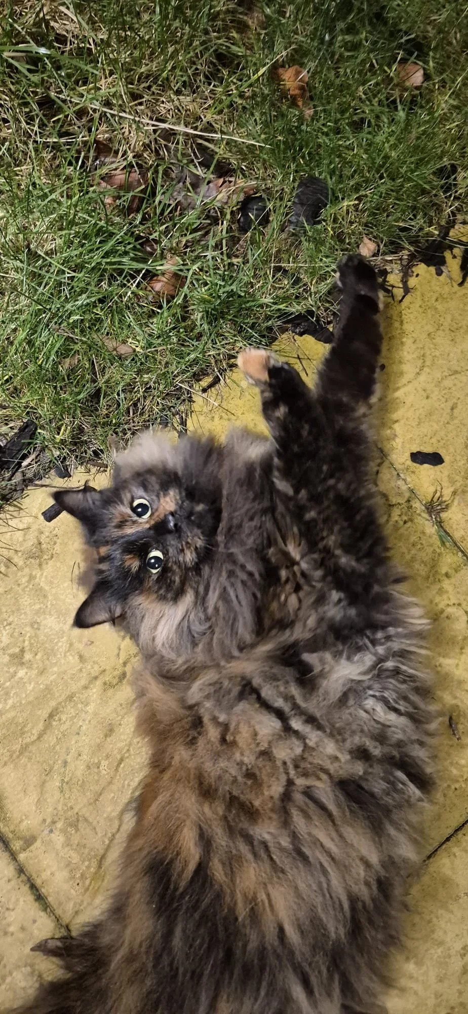 Cat sitting and pet pop-in visits Eastbourne - reliable holiday pet care.