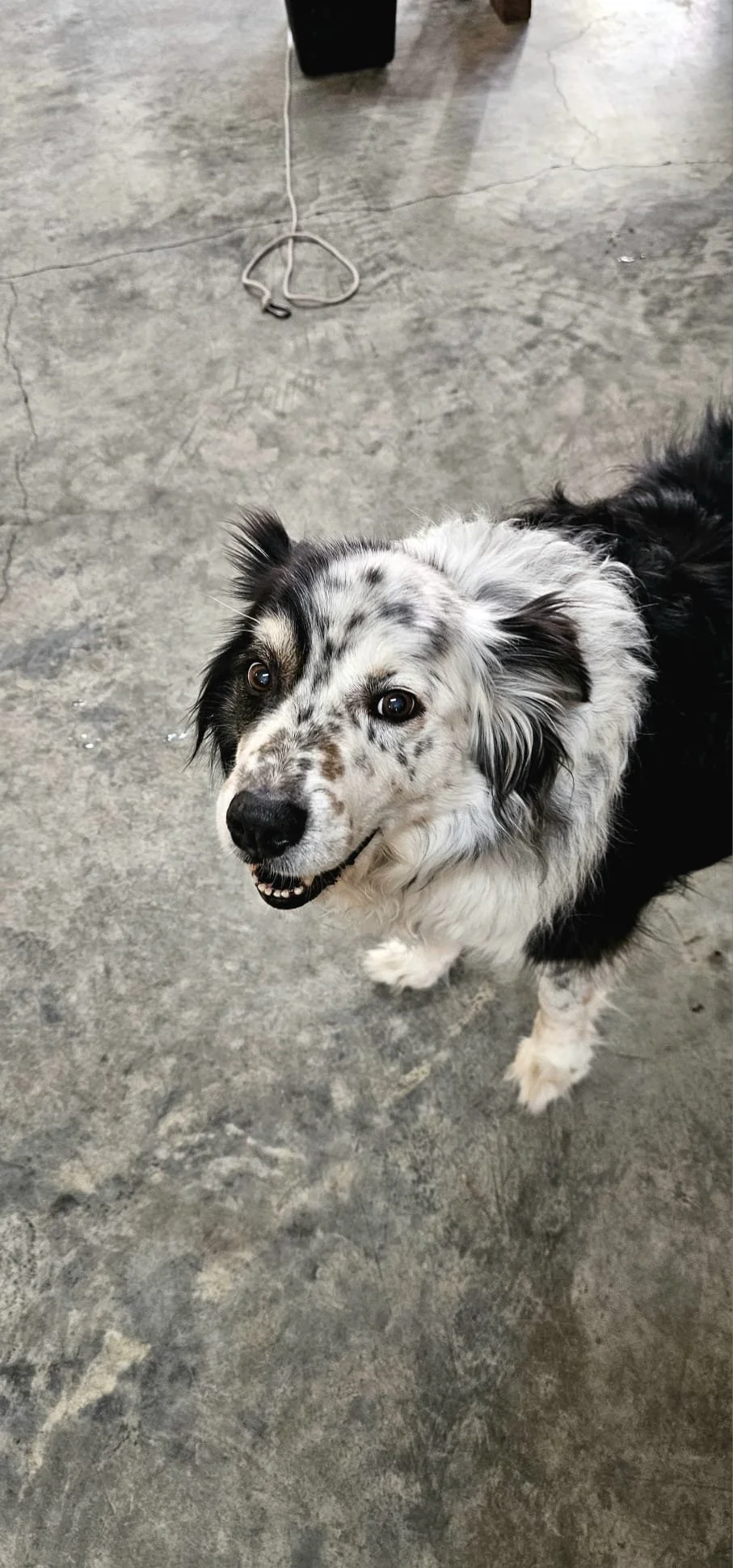 Dog walking in the South Downs, professional Dog Walker Cat sitting and pet pop-in visits Eastbourne, Lewes, Seaford, Newhaven, Alfiston - reliable holiday pet care and dog walking