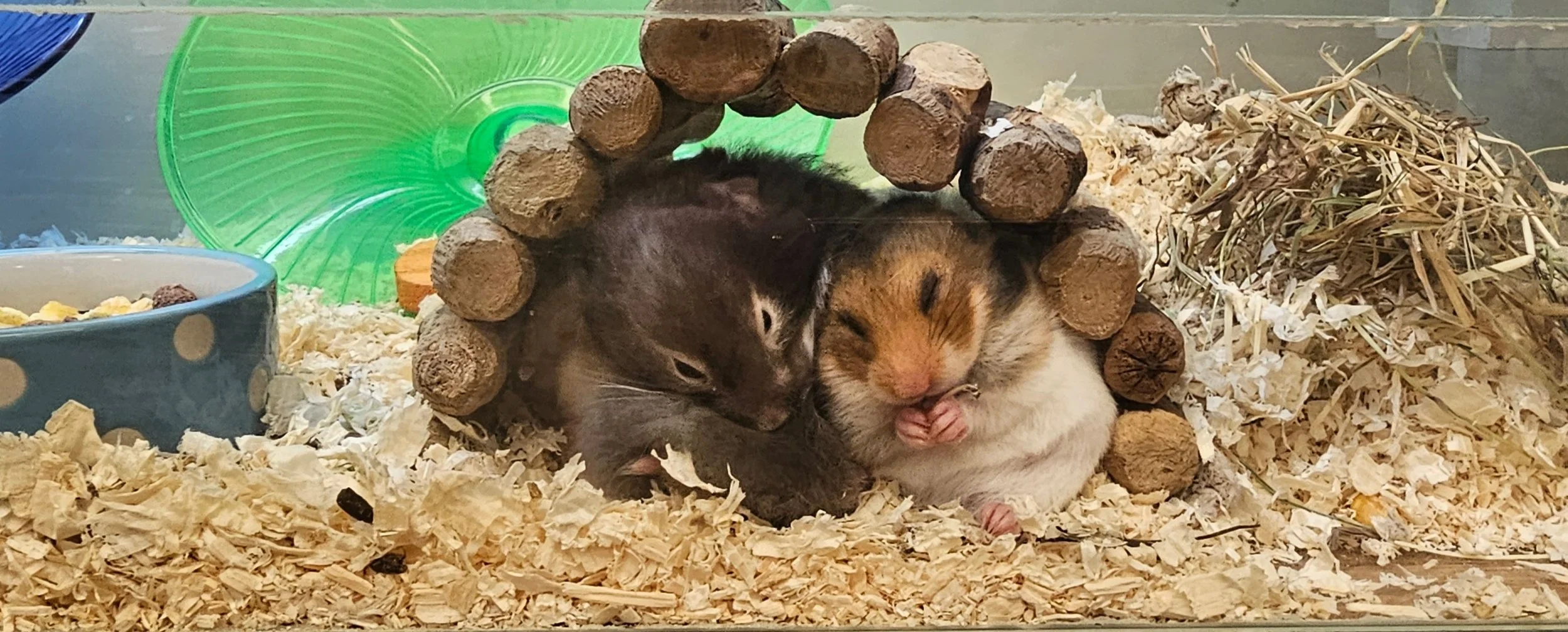 Specialist small pet, hamster, fish and reptile care Seaford, Newhaven, Lewes, Eastbourne - tank maintenance and holiday feeding.