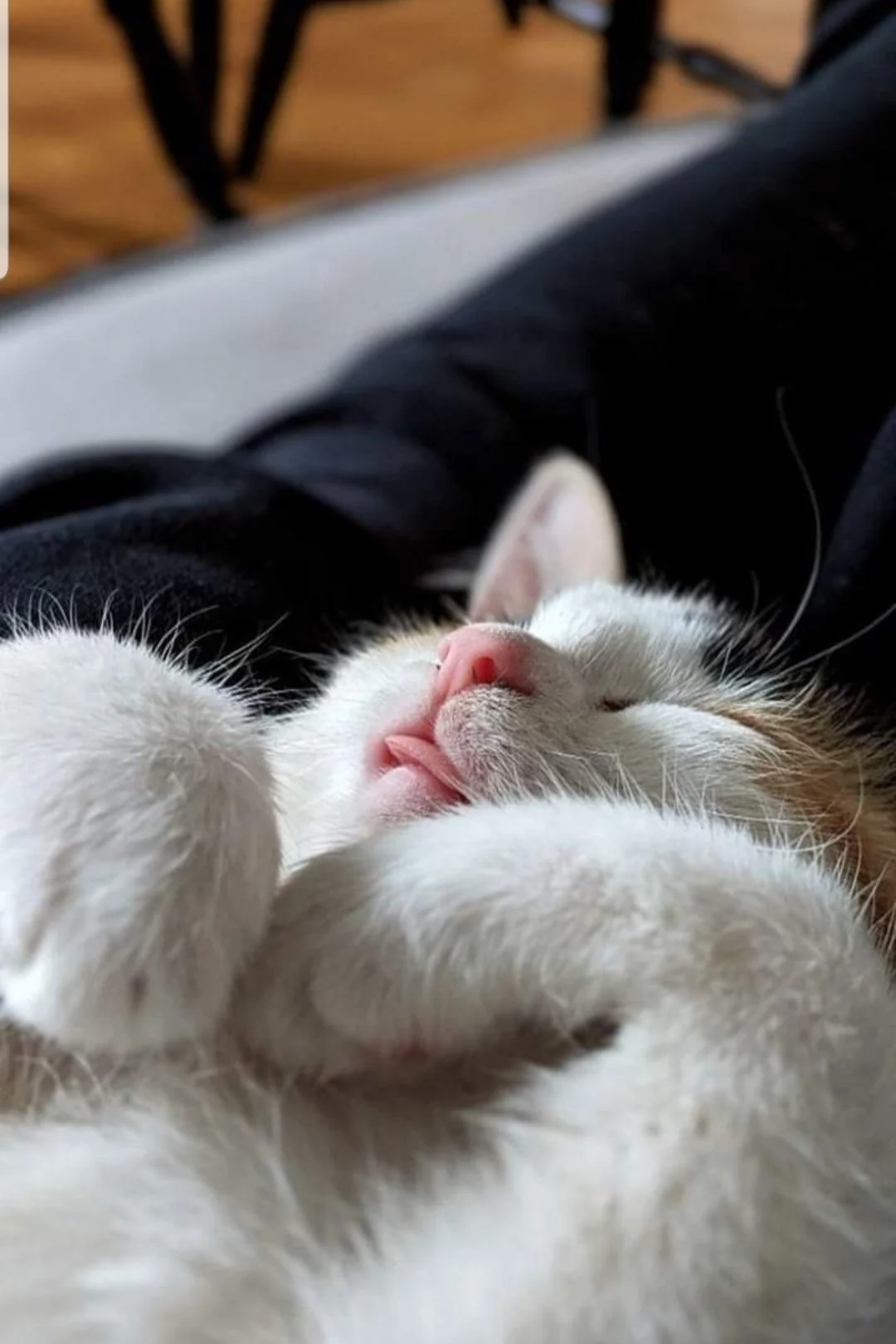 Cat sitting and pet pop-in visits Eastbourne, Lewes, Seaford, Newhaven, Alfiston - reliable holiday pet care.