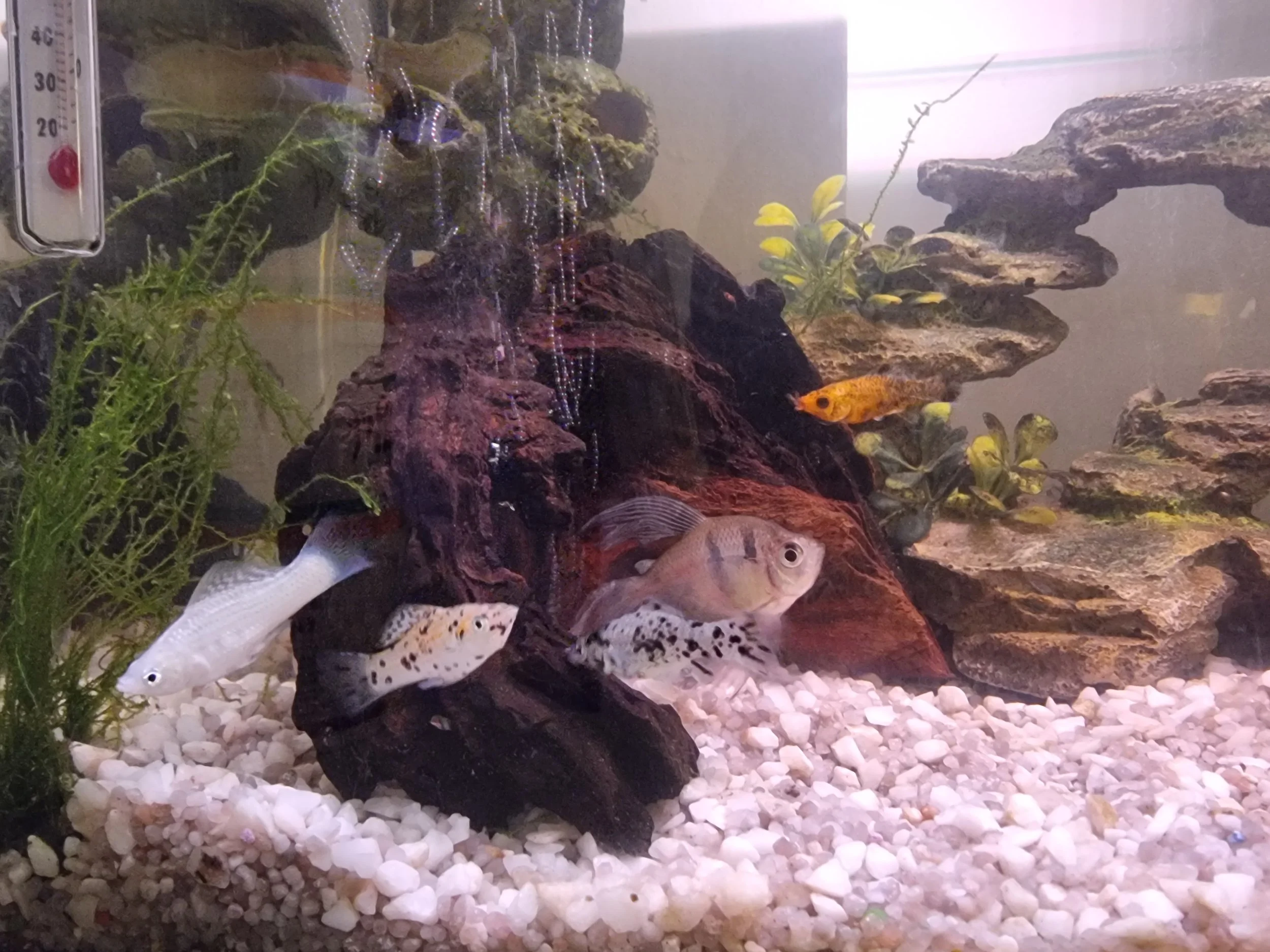 Experienced fish tank maintenance and aquatic pet feeding services in Seaford , Eastbourne and Lewes. Specialist fish and reptile care Seaford, Lewes and Eastbourne - tank maintenance and holiday feeding.