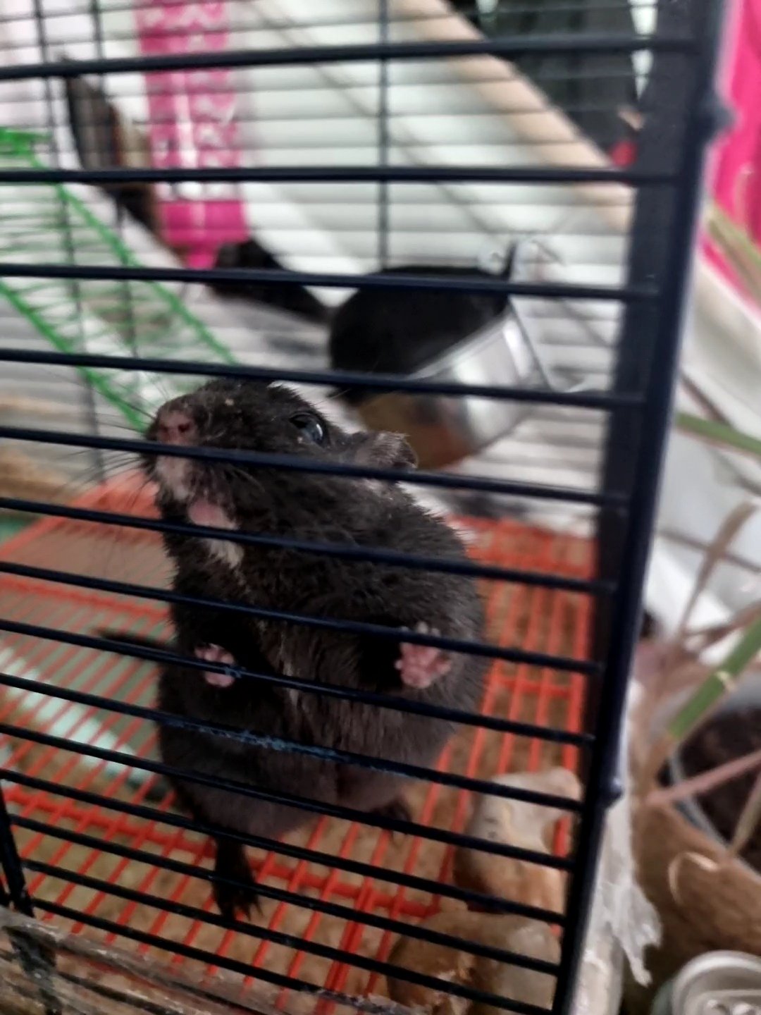 Reliable pet care in Lewes, Eastbourne and Seaford. Holiday pet sitting and home visit services for dogs, cats and small animals near Brighton.