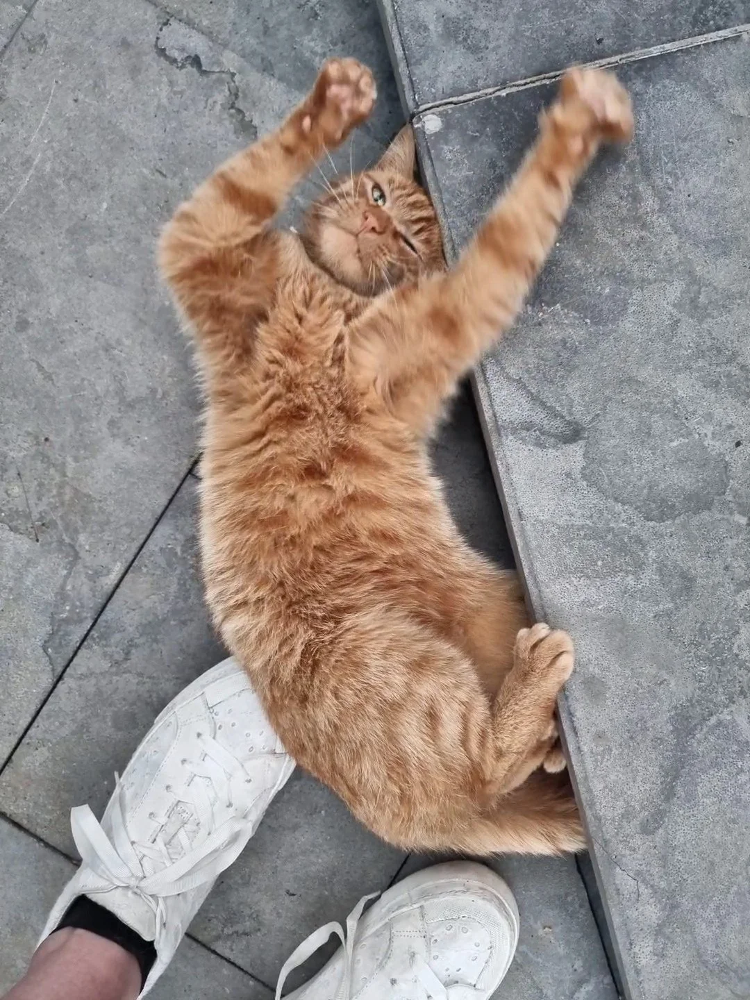 Professional dog walker and pet sitter Fiona providing professional 1:1 pet care for a ginger cat in Lewes.