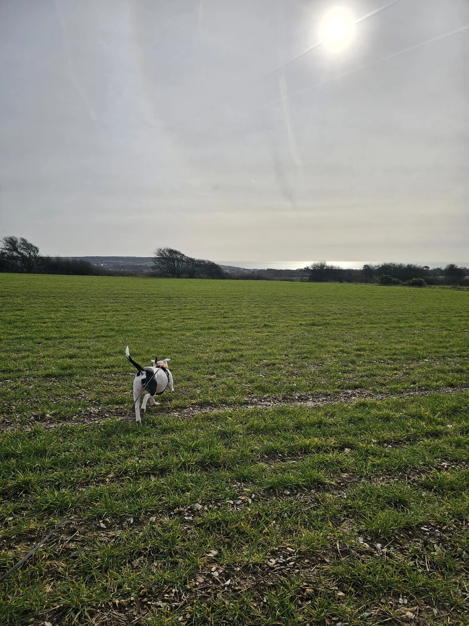 Fiona, a professional dog walker in Seaford. 1:1 dog walking services in Lewes Sussex - nervous or reactive dog specialist.